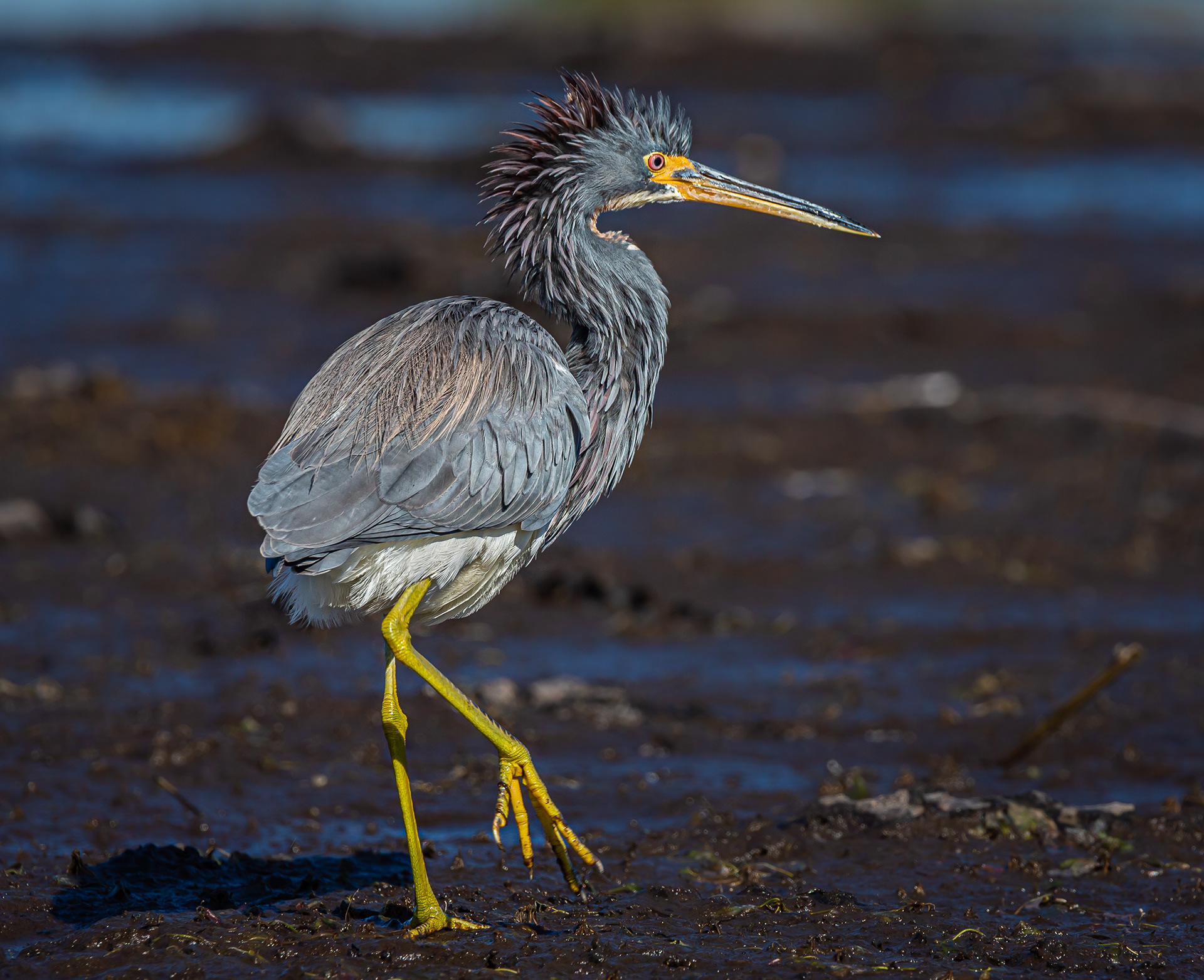 Tricolored Heron