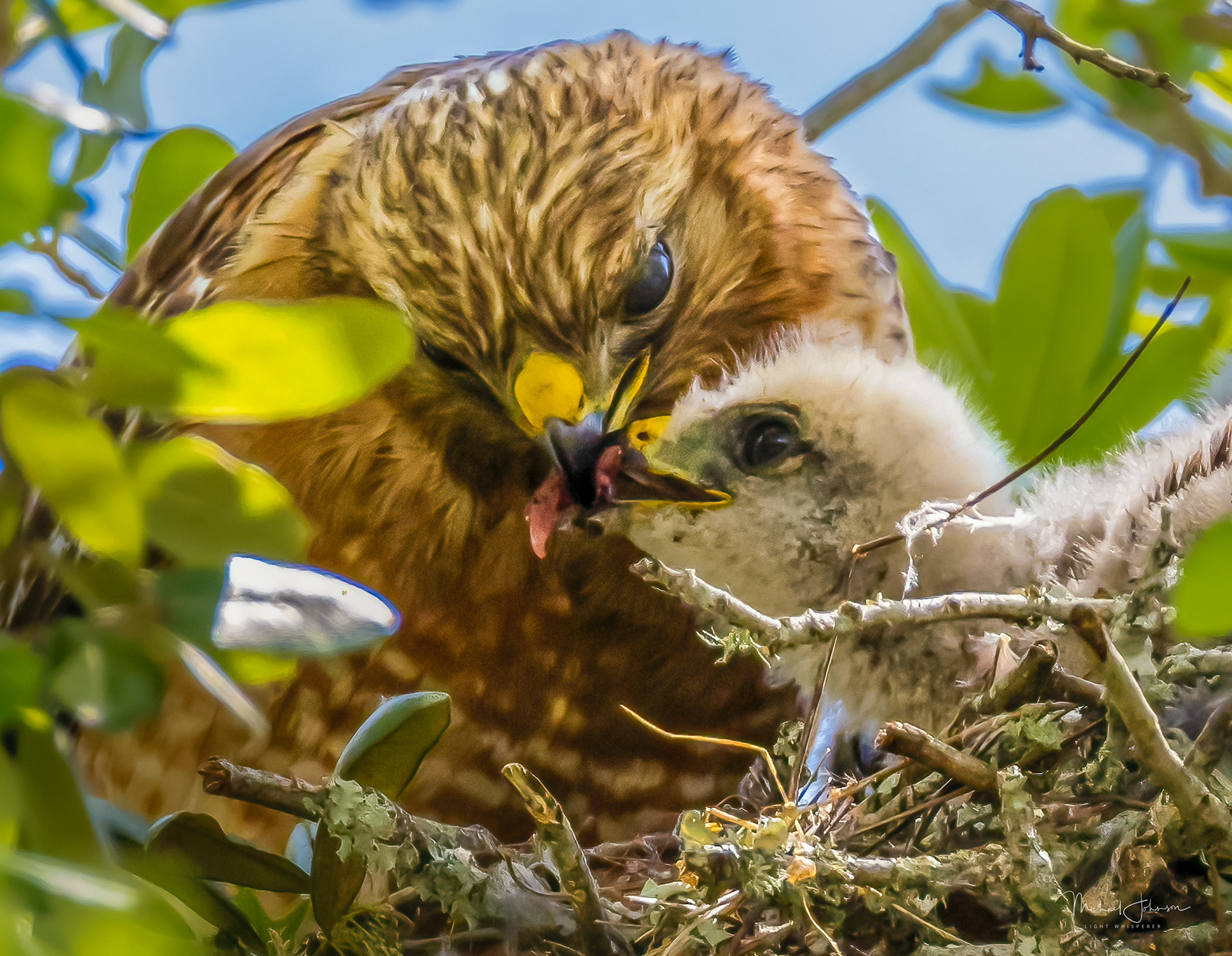 Red-shouldered Hawk