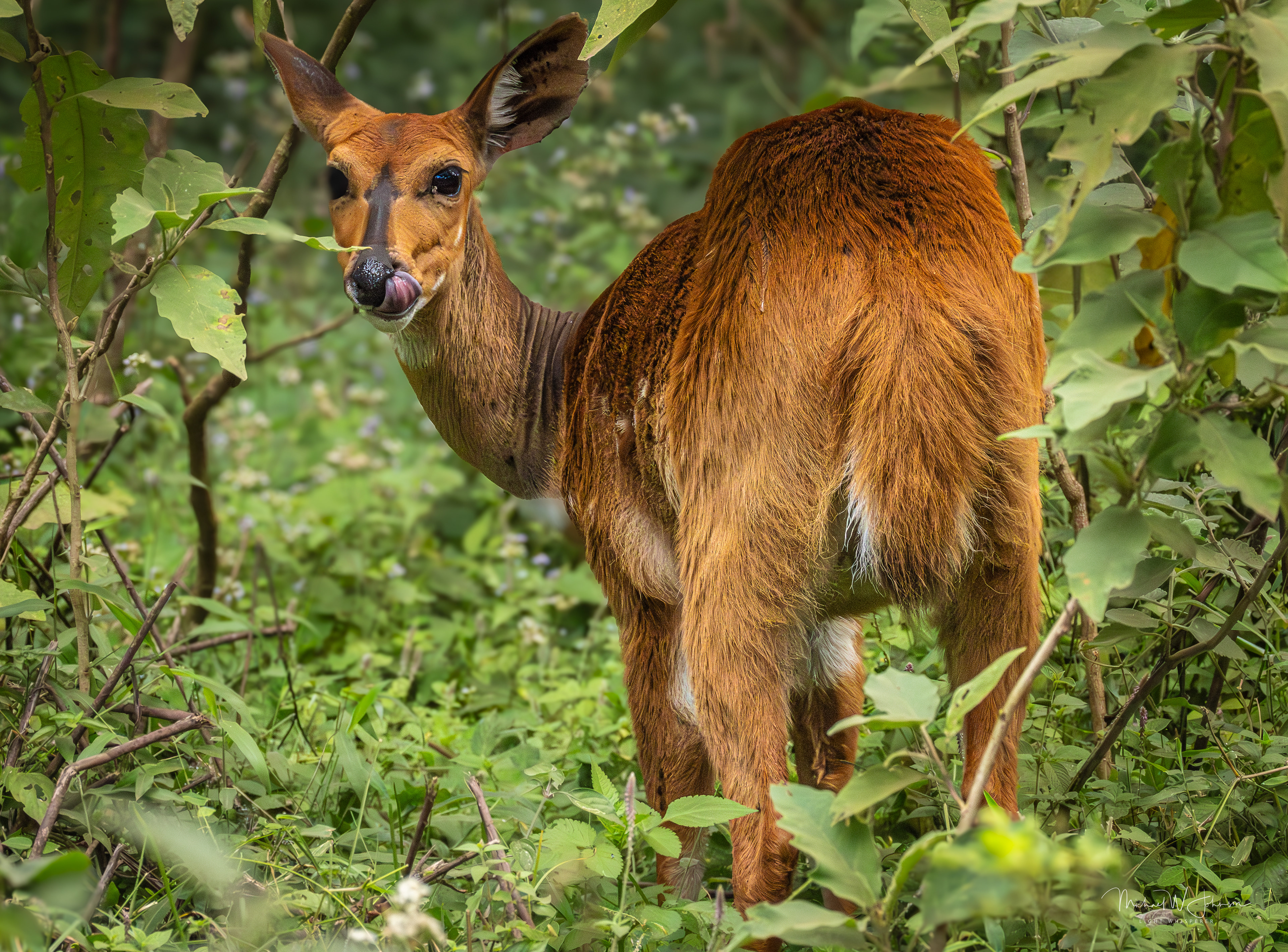 Bushbuck