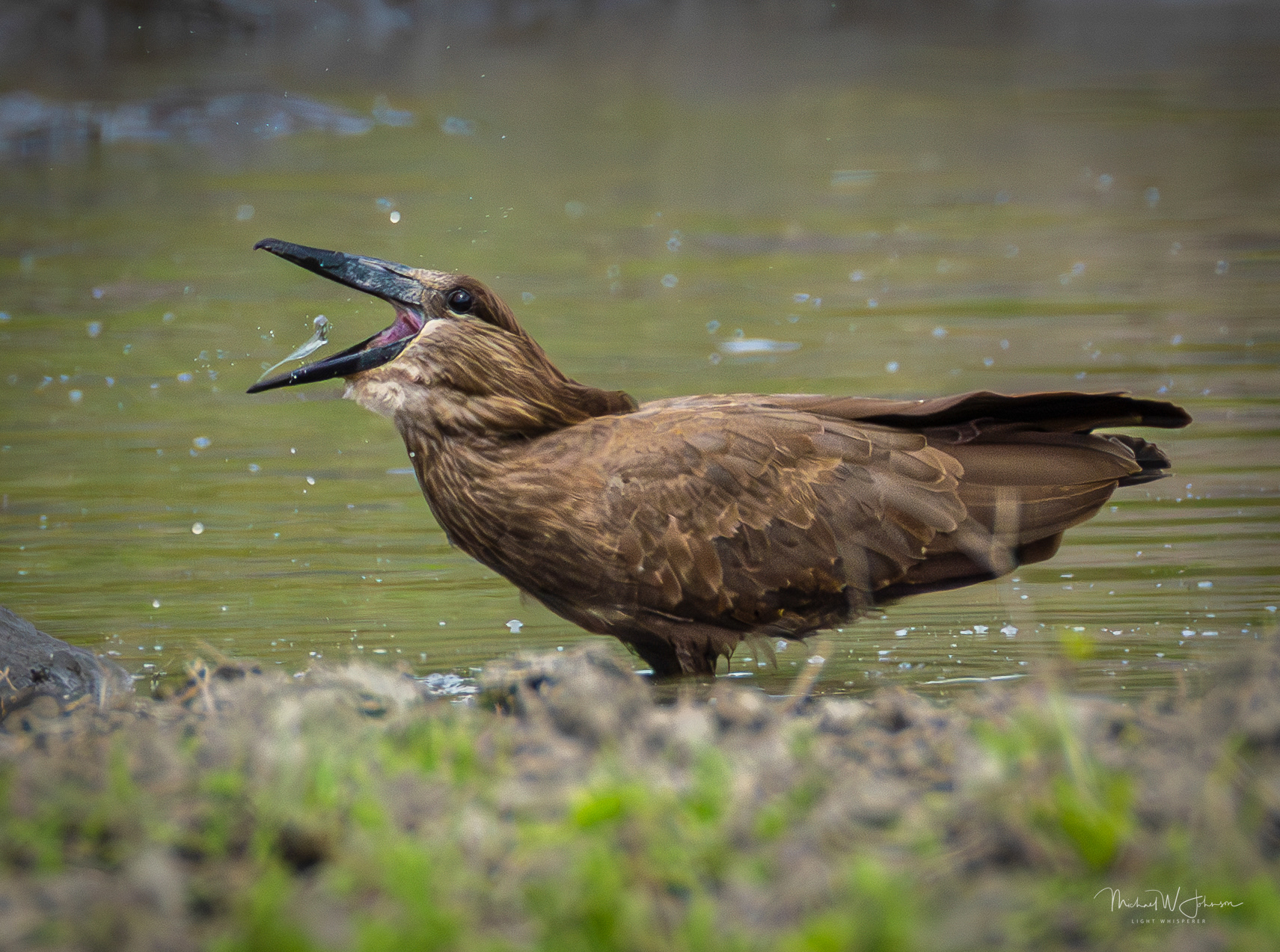 Hammerkop