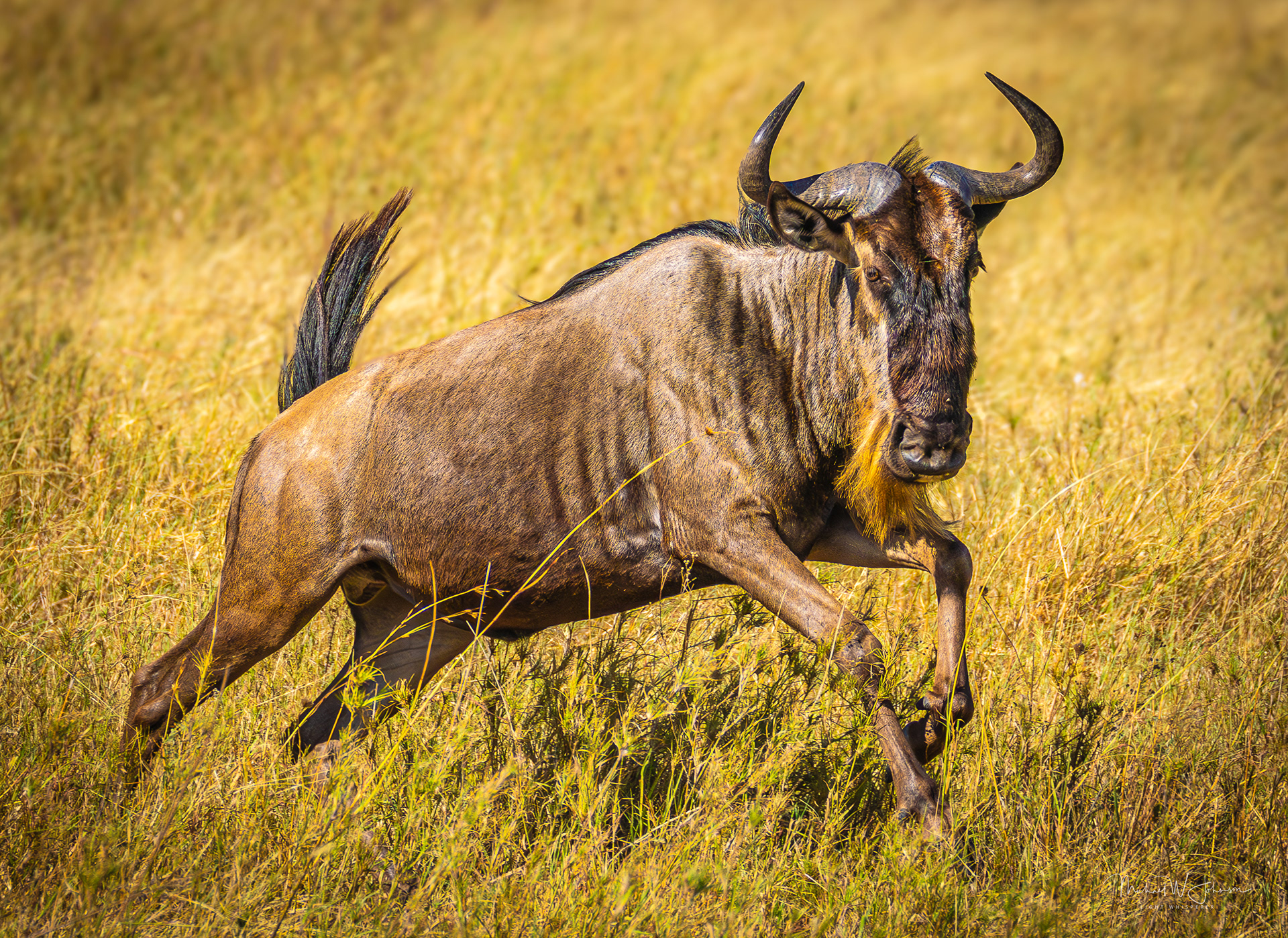 Wildebeest