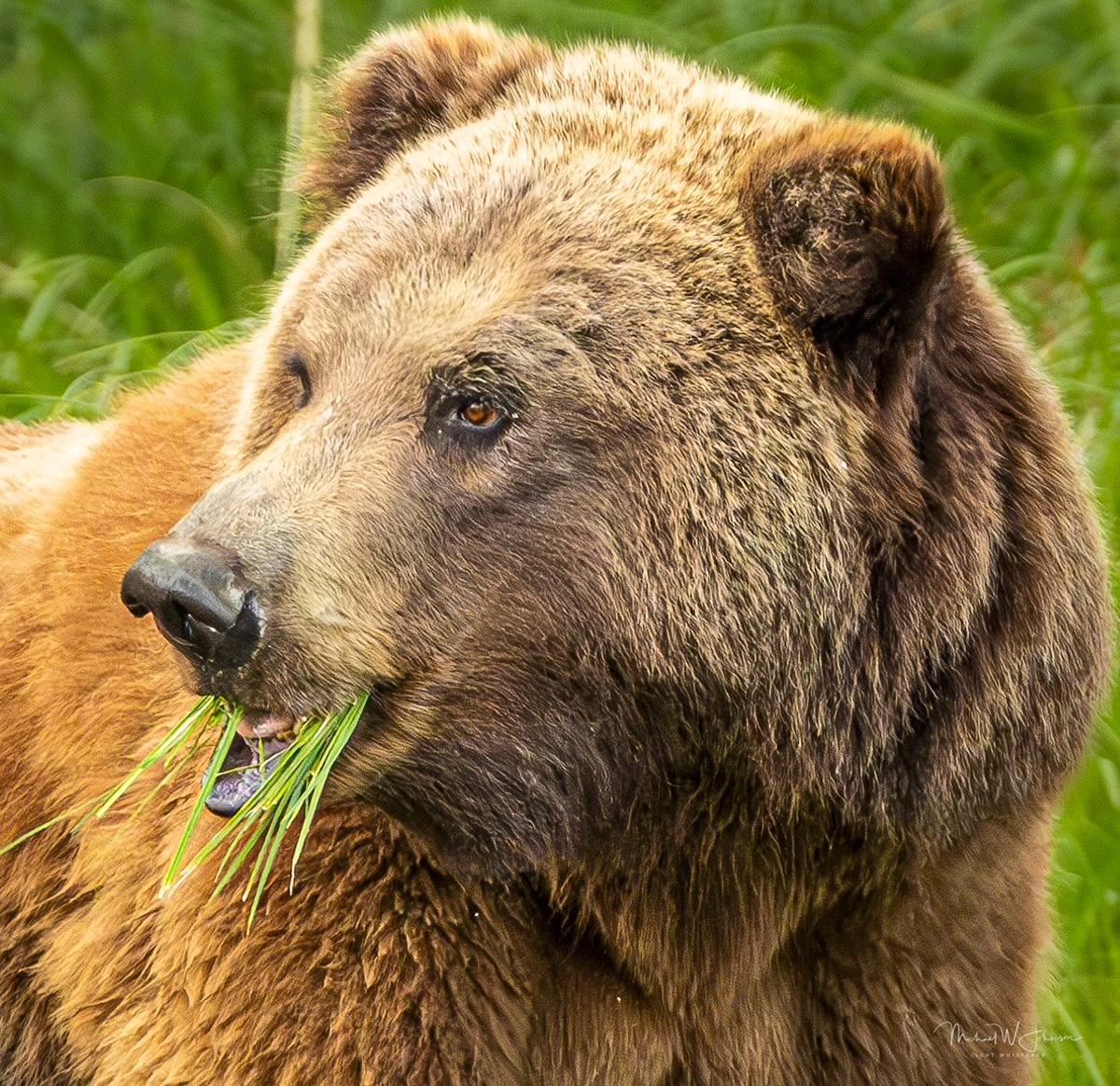 Brown Bear - Big Sow