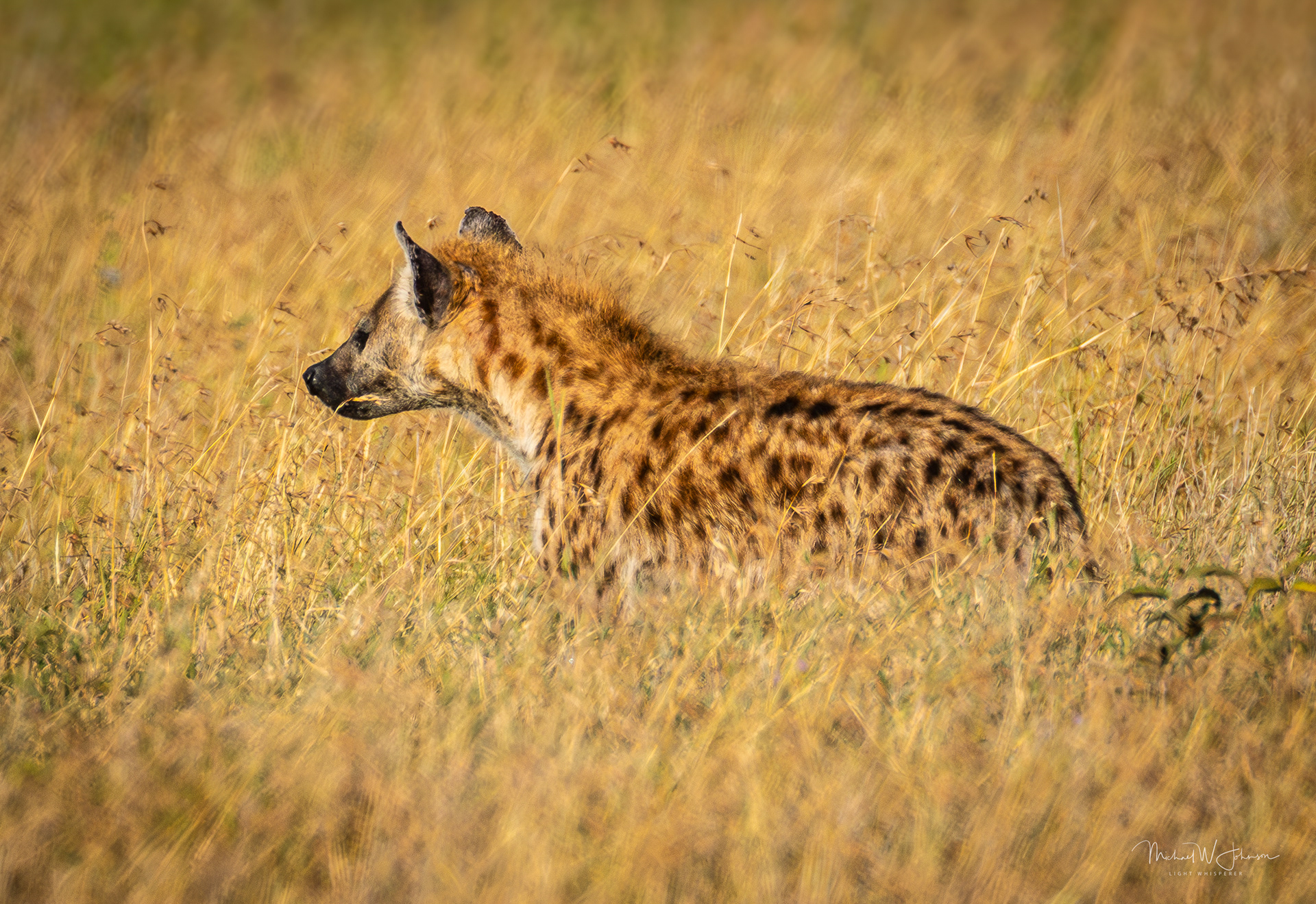 Hyena