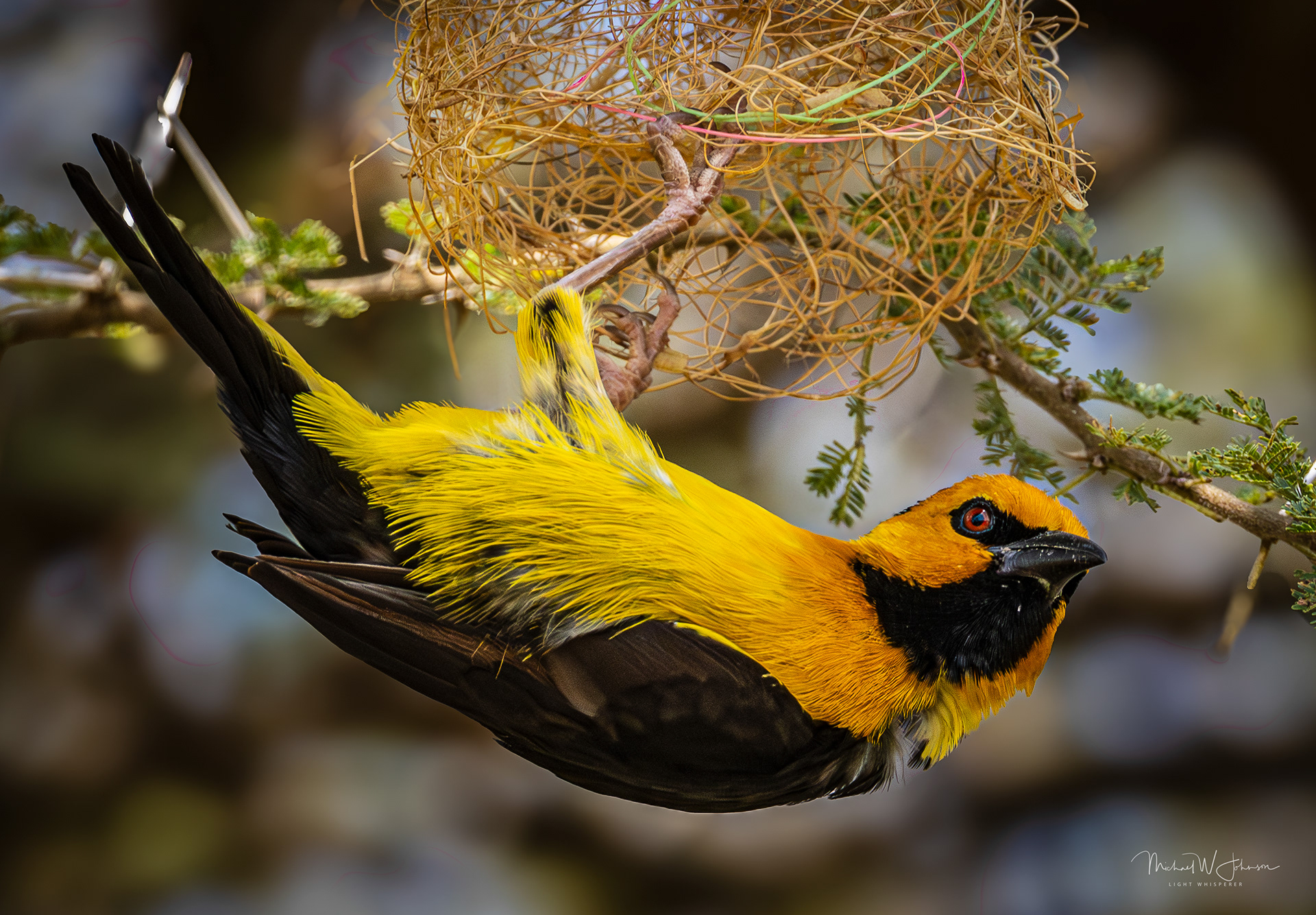 Black-necked Weaver