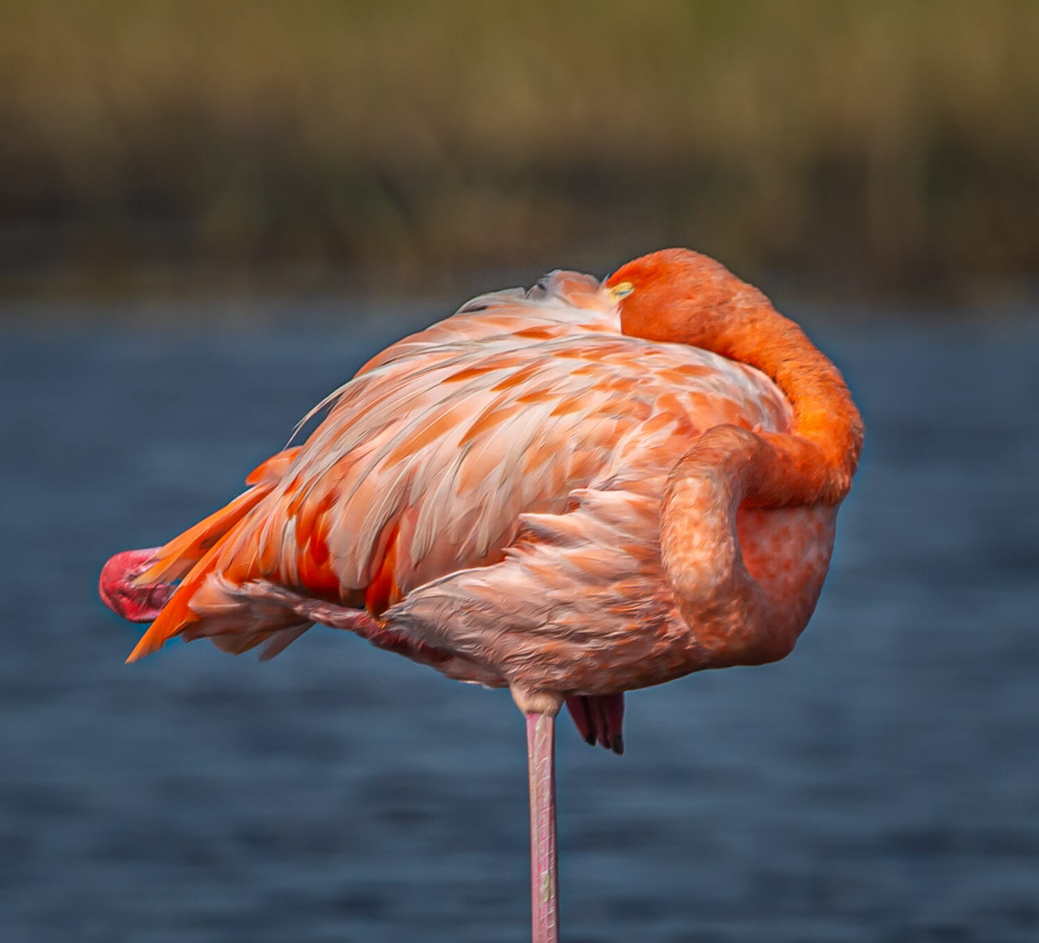 American Flamingo