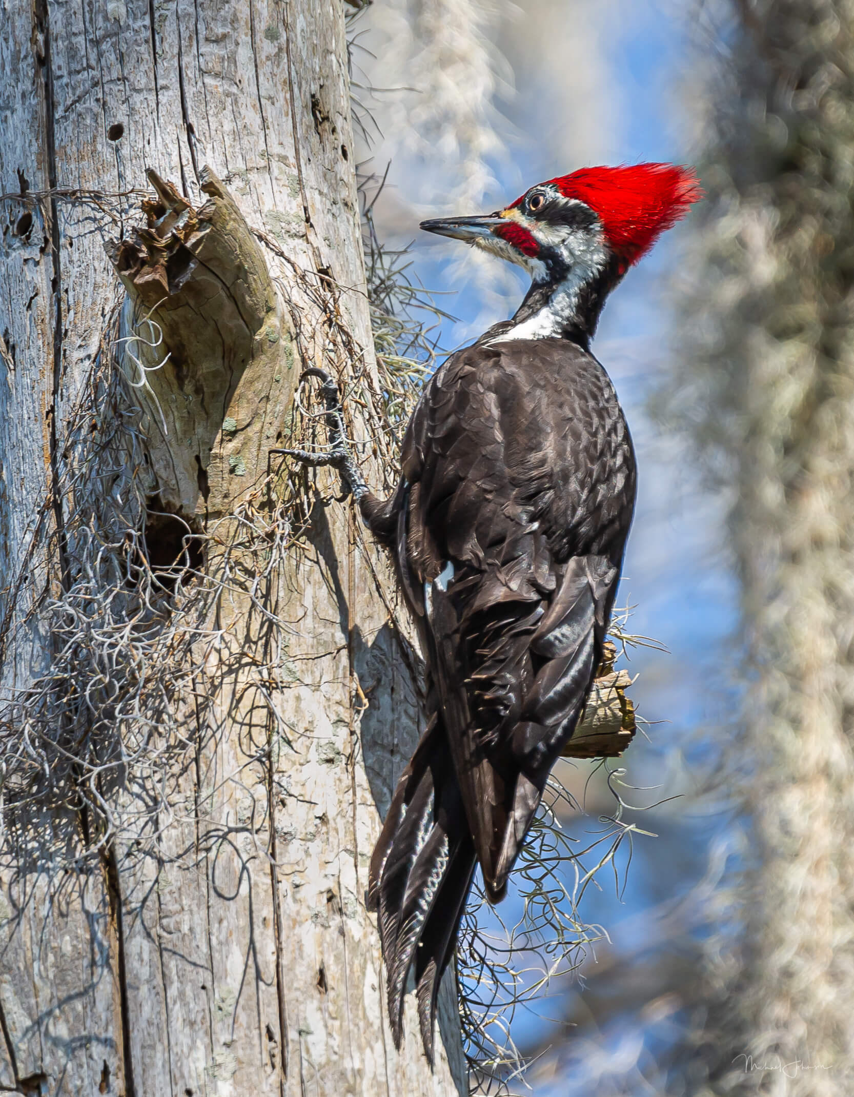 Pileated Woodpecker