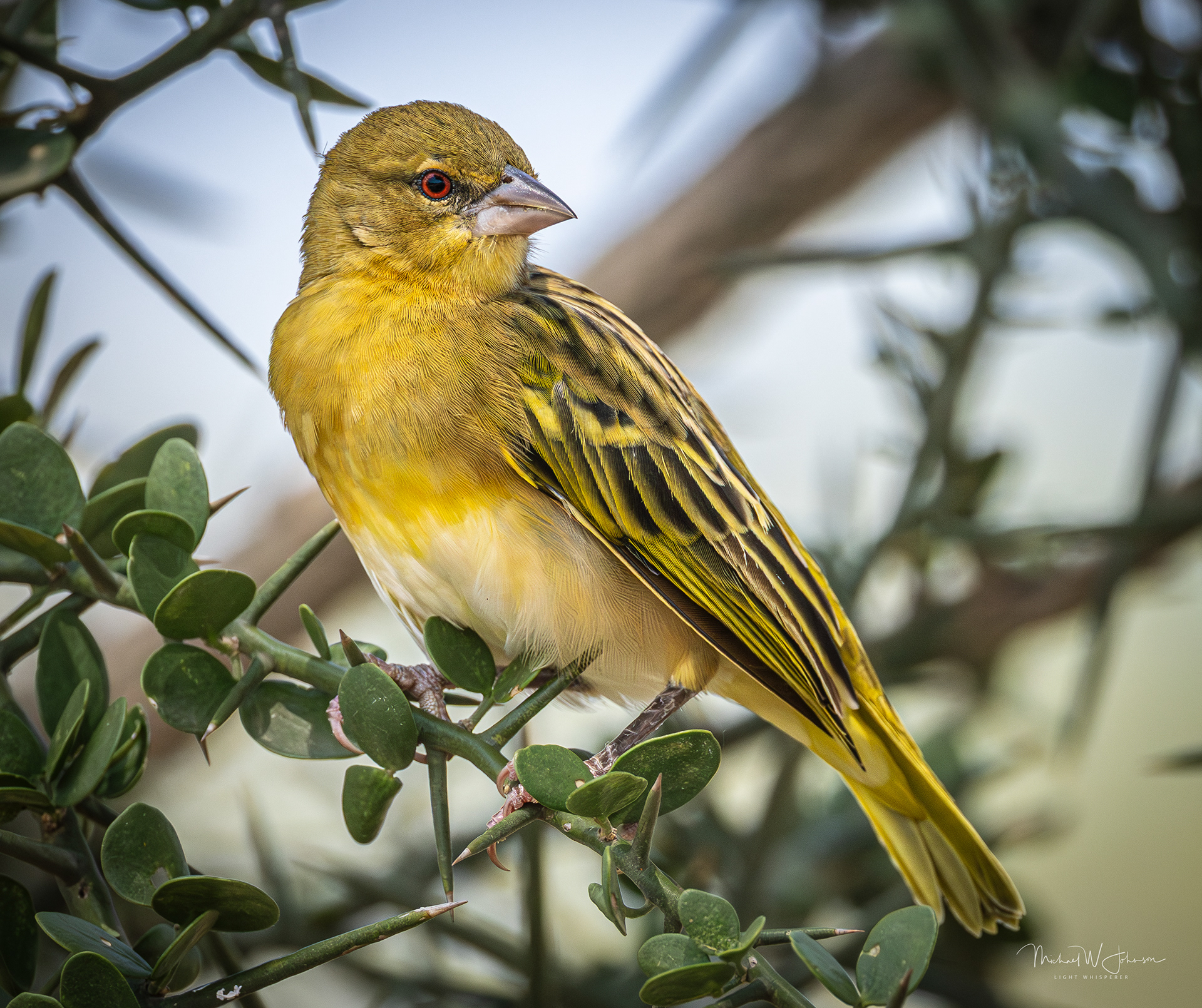 Vitelline Masked-Weaver