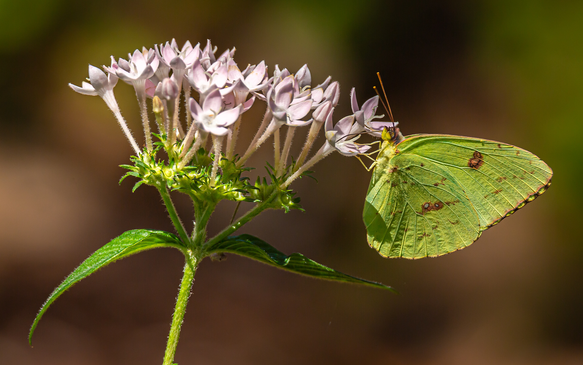 Orange Sulphur
