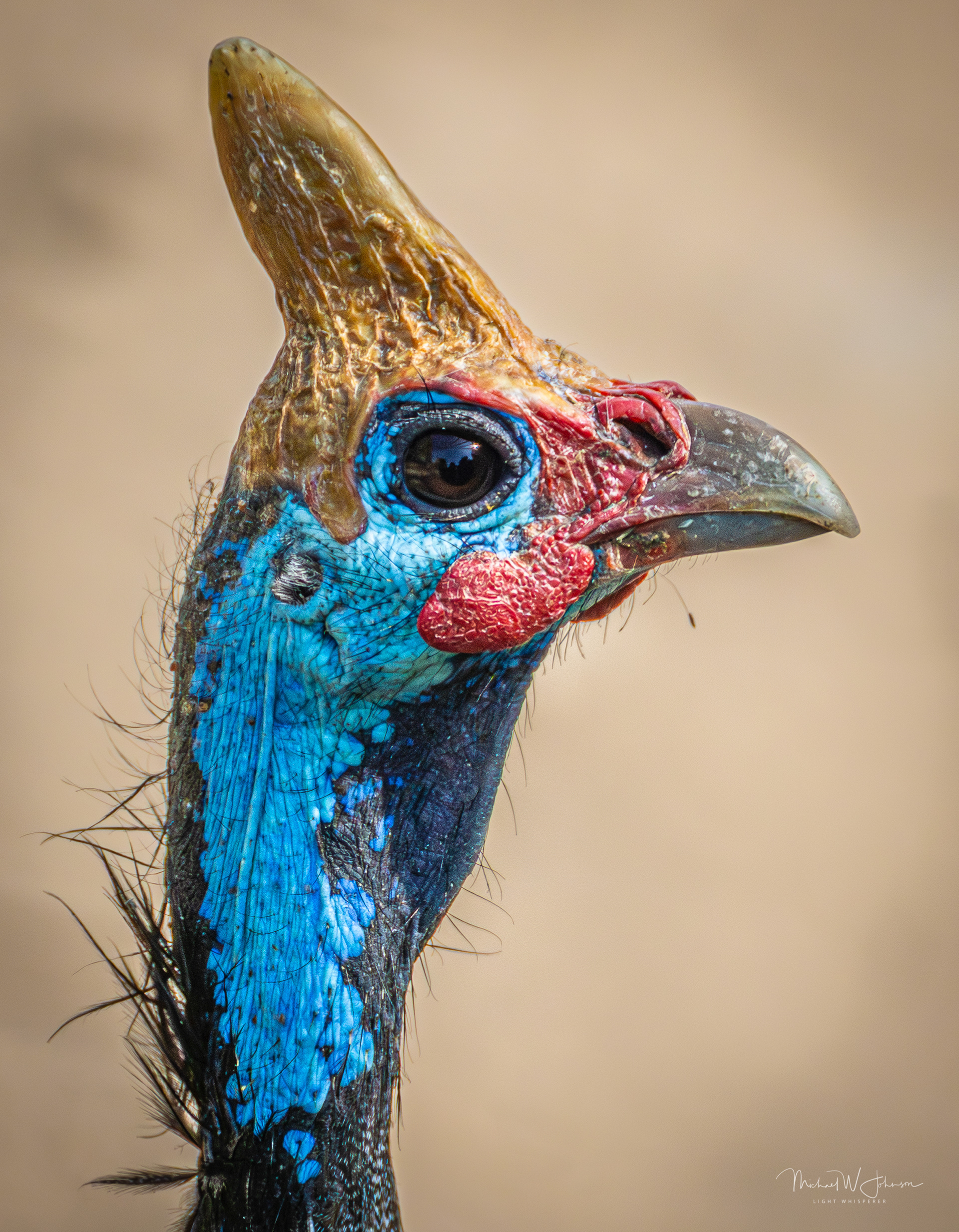 Helmeted Guineafowl