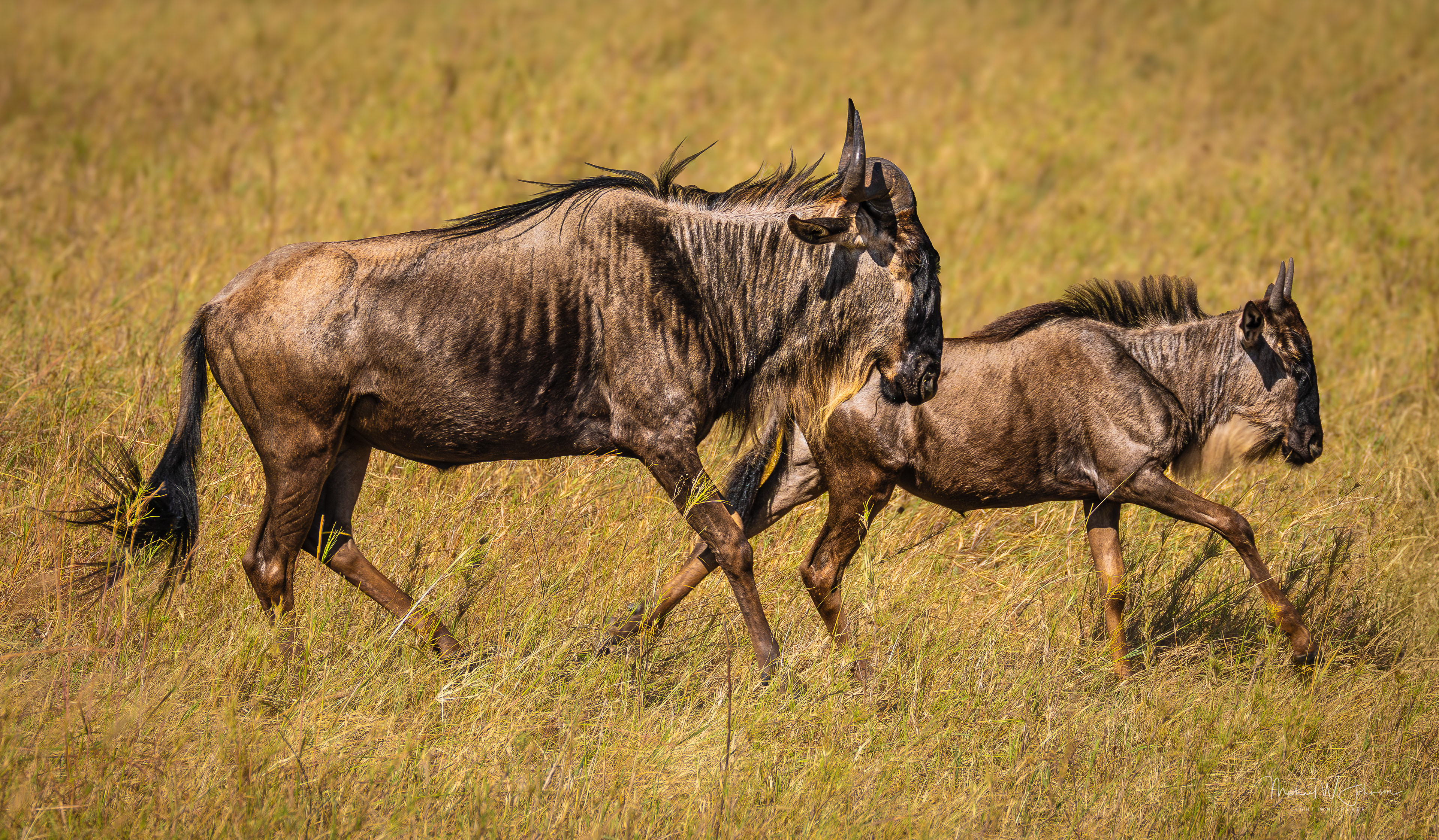 Wildebeest