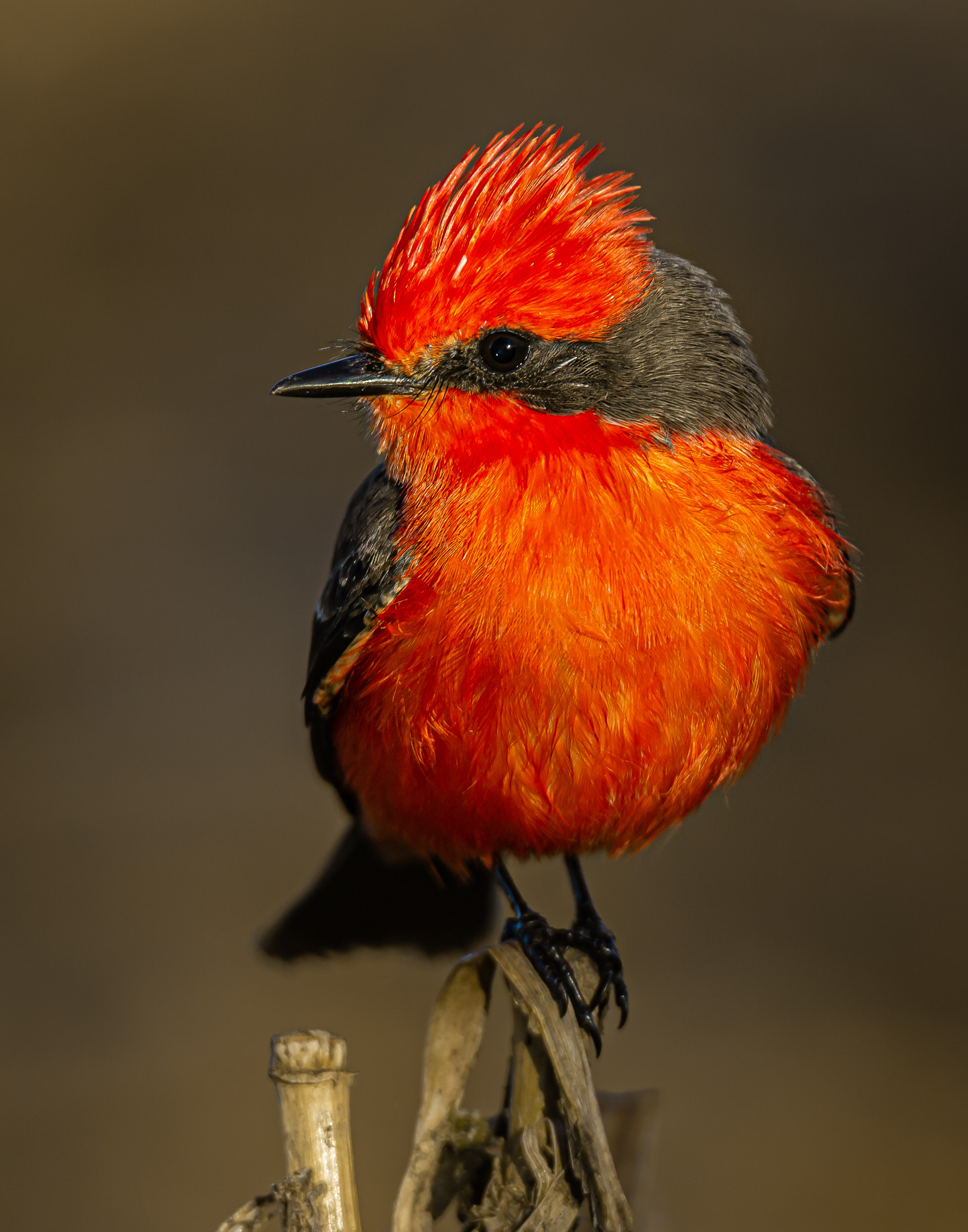 Vermilion Flycatcher