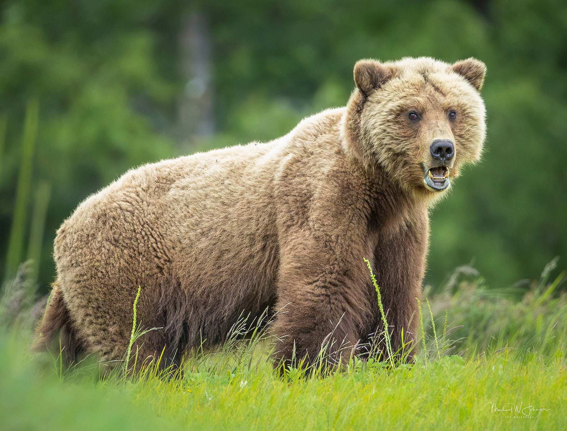 Brown Bear - Rip