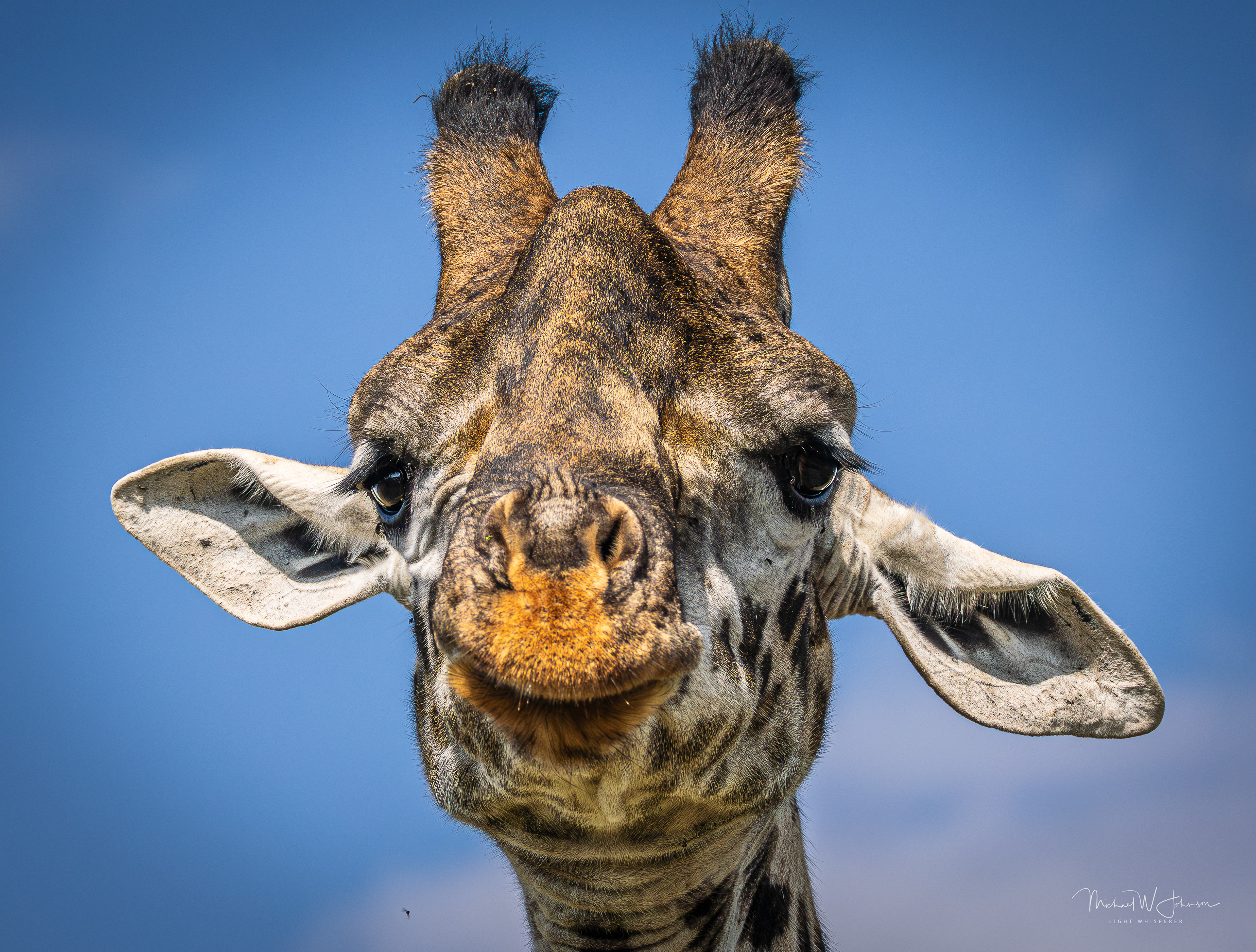 Giraffe