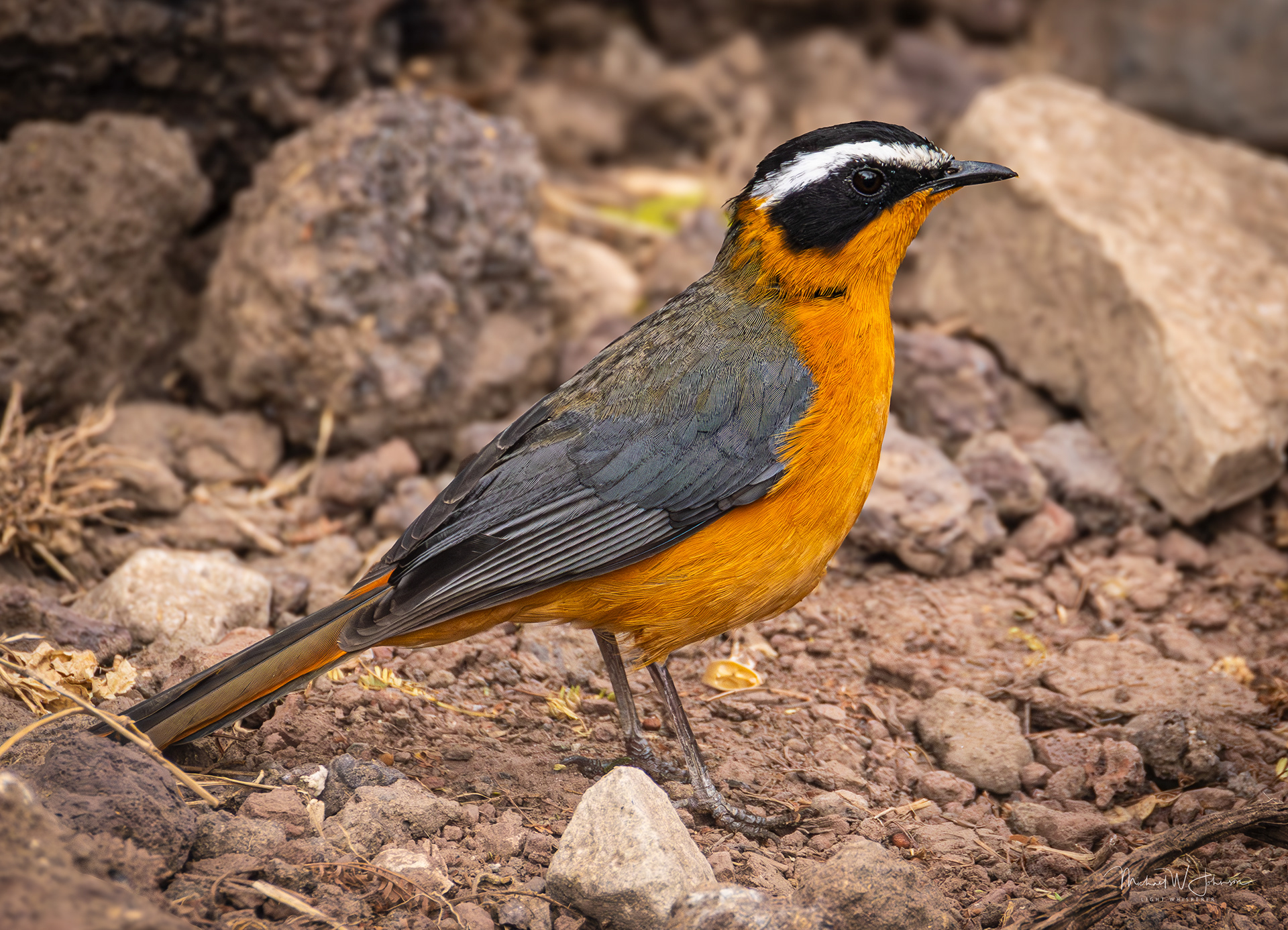 White-browed Robin-Chat