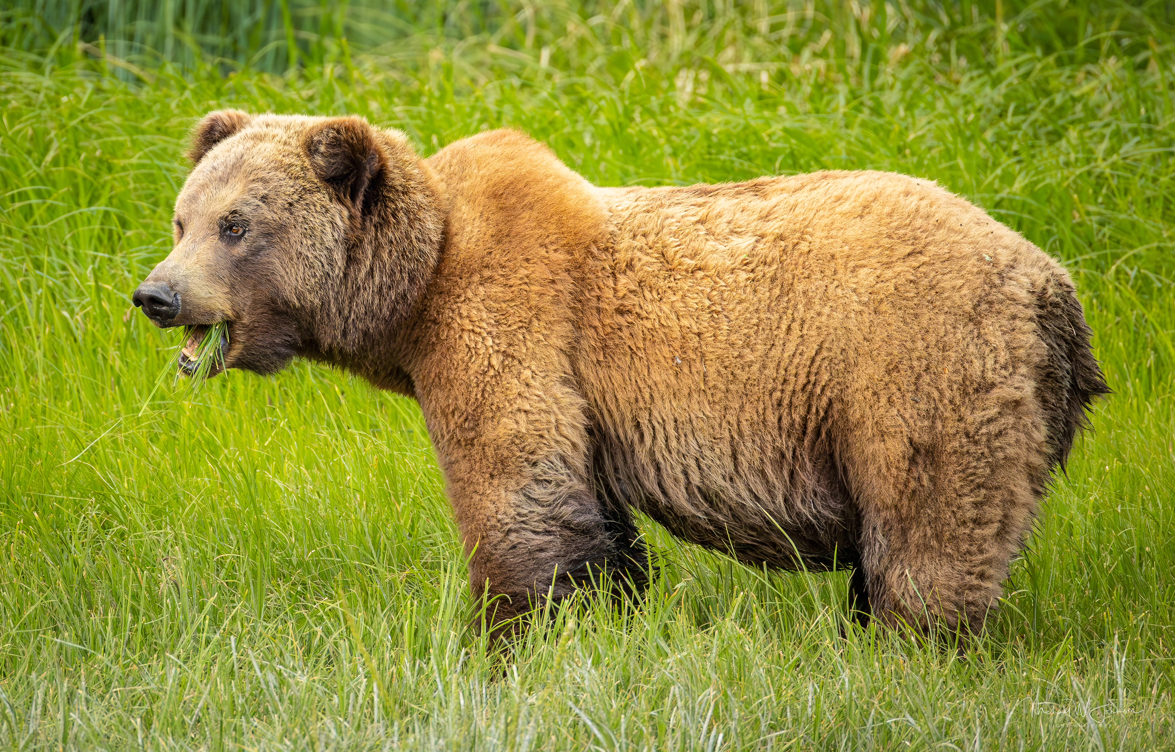 Brown Bear - Big Sow