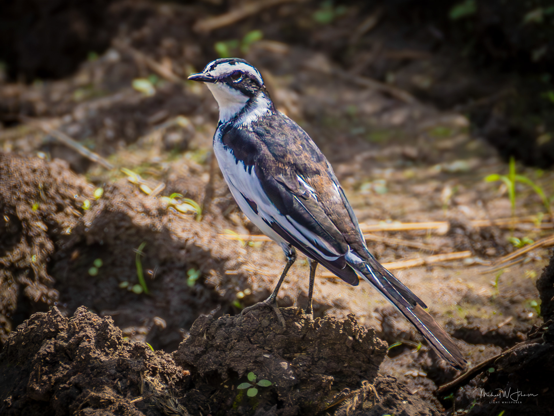 African Pied Wagtail