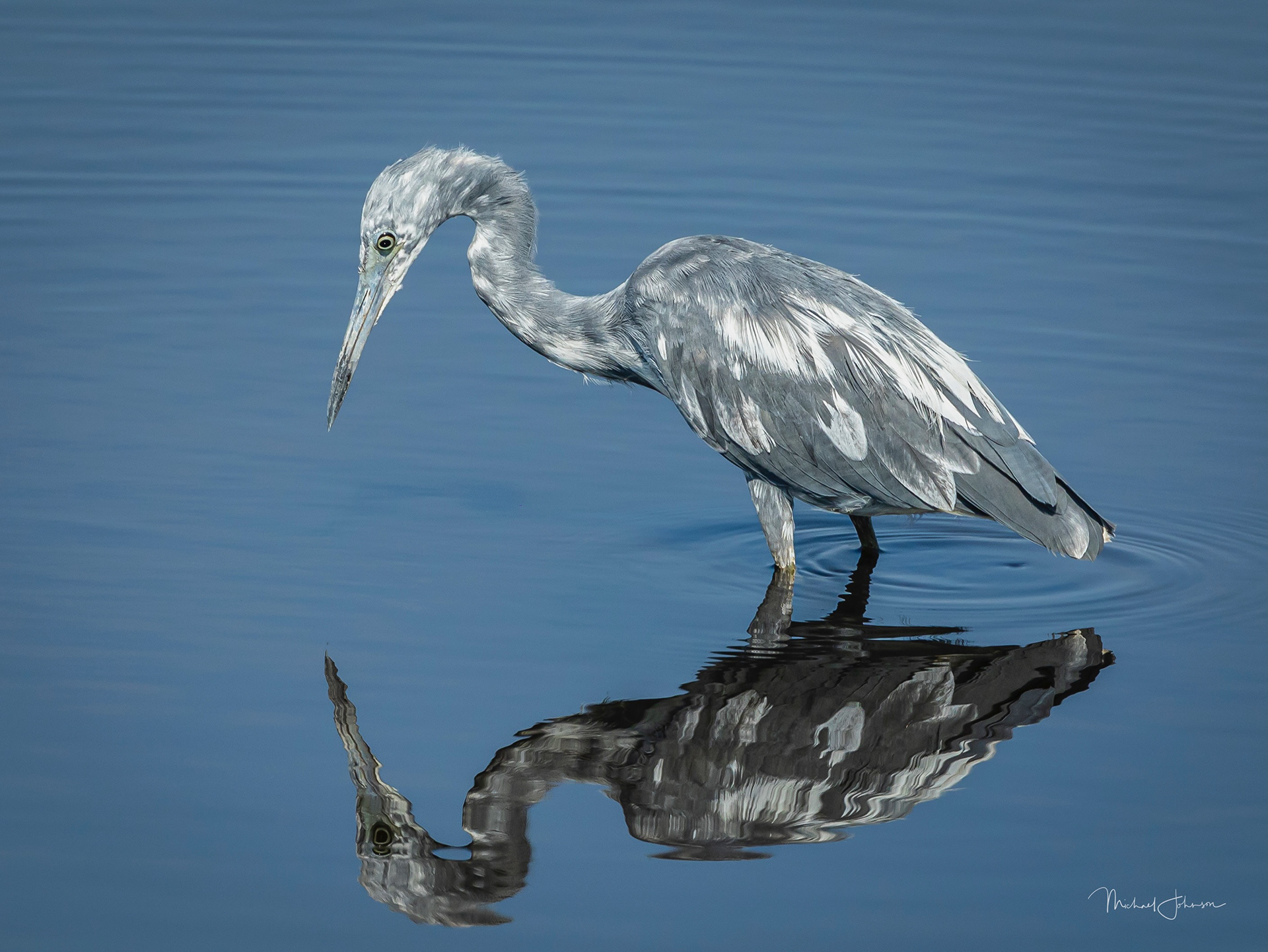 Little Blue Heron