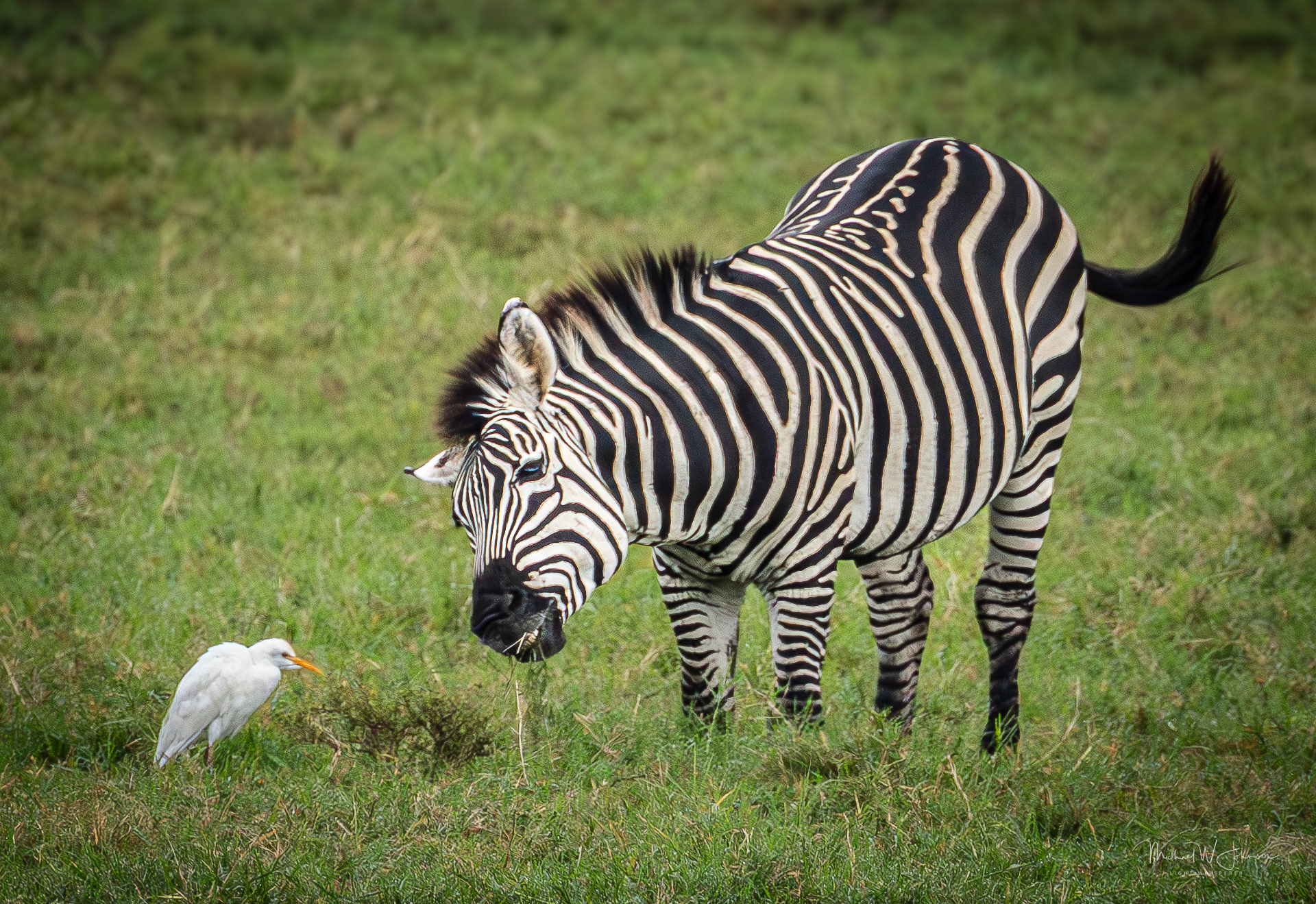 Zebra and Cattle Egret