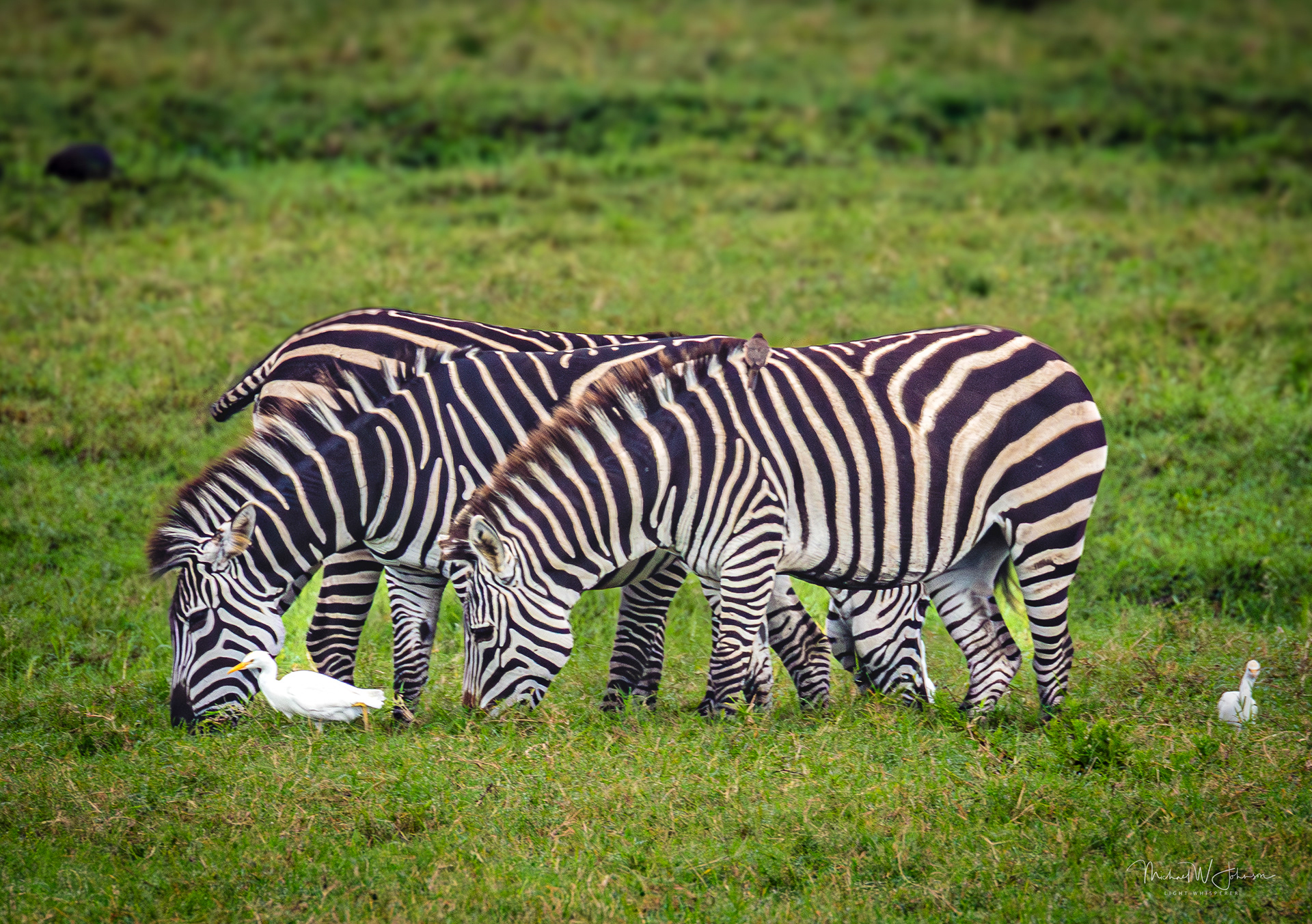 Zebras