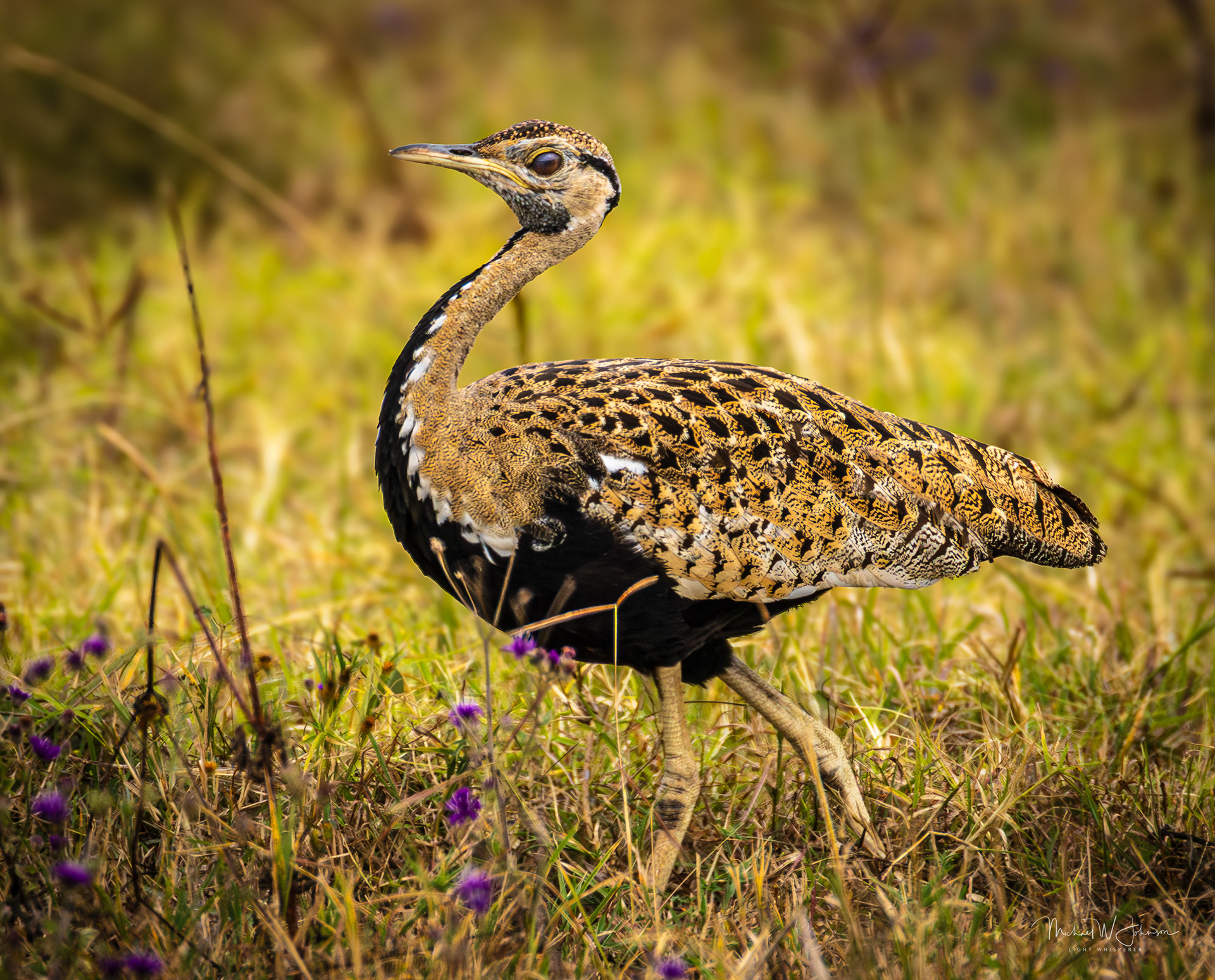 Black-bellied Bustard