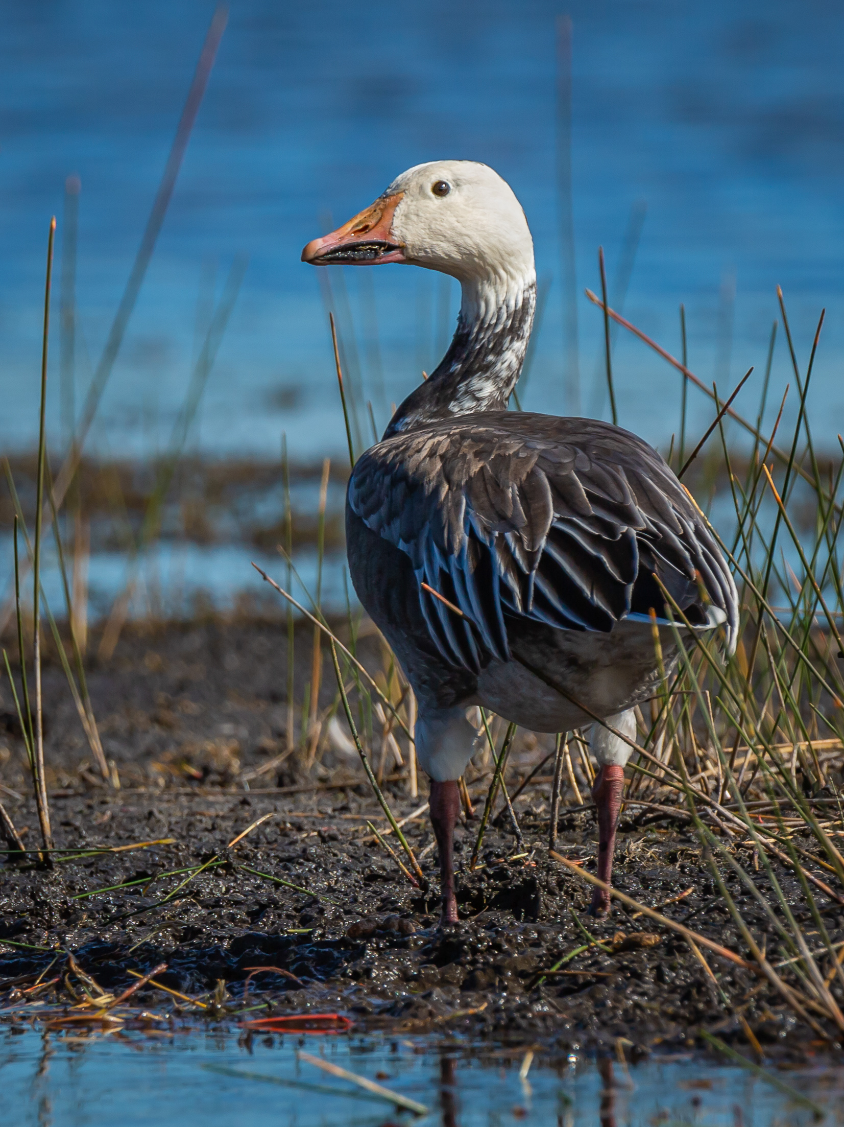 Snow Goose