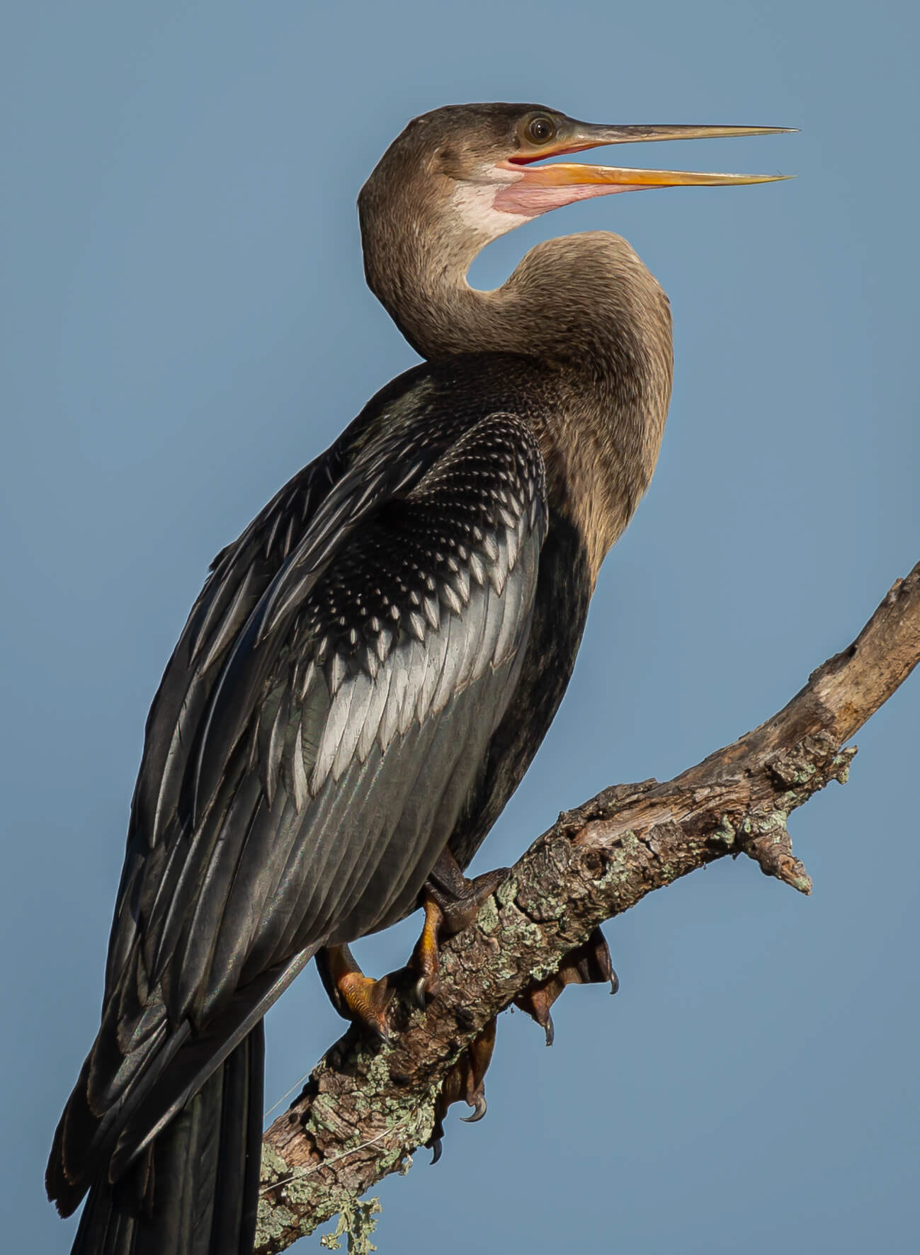Anhinga