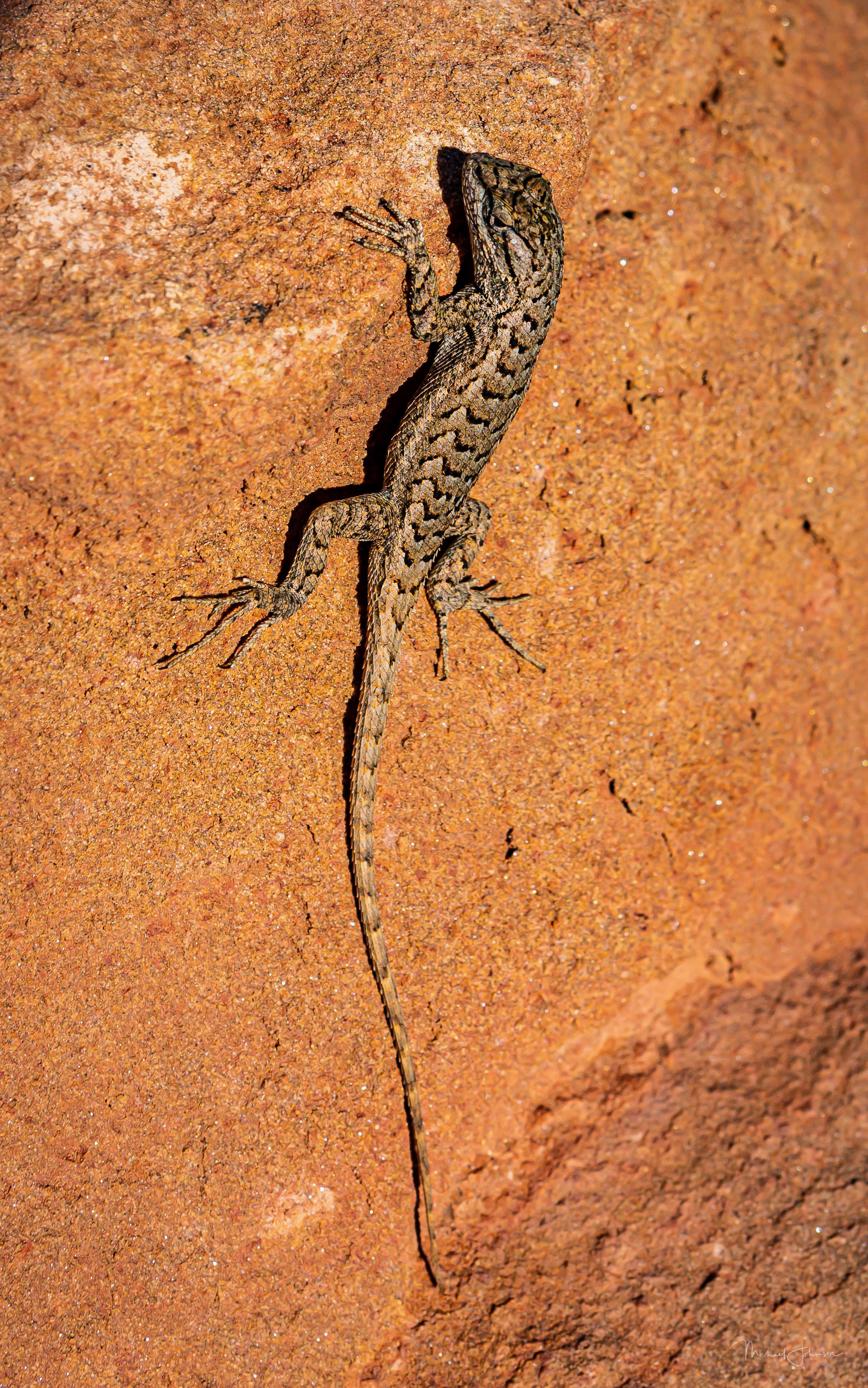 Canyonlands National Park - Grand View Point Overlook - Lizard