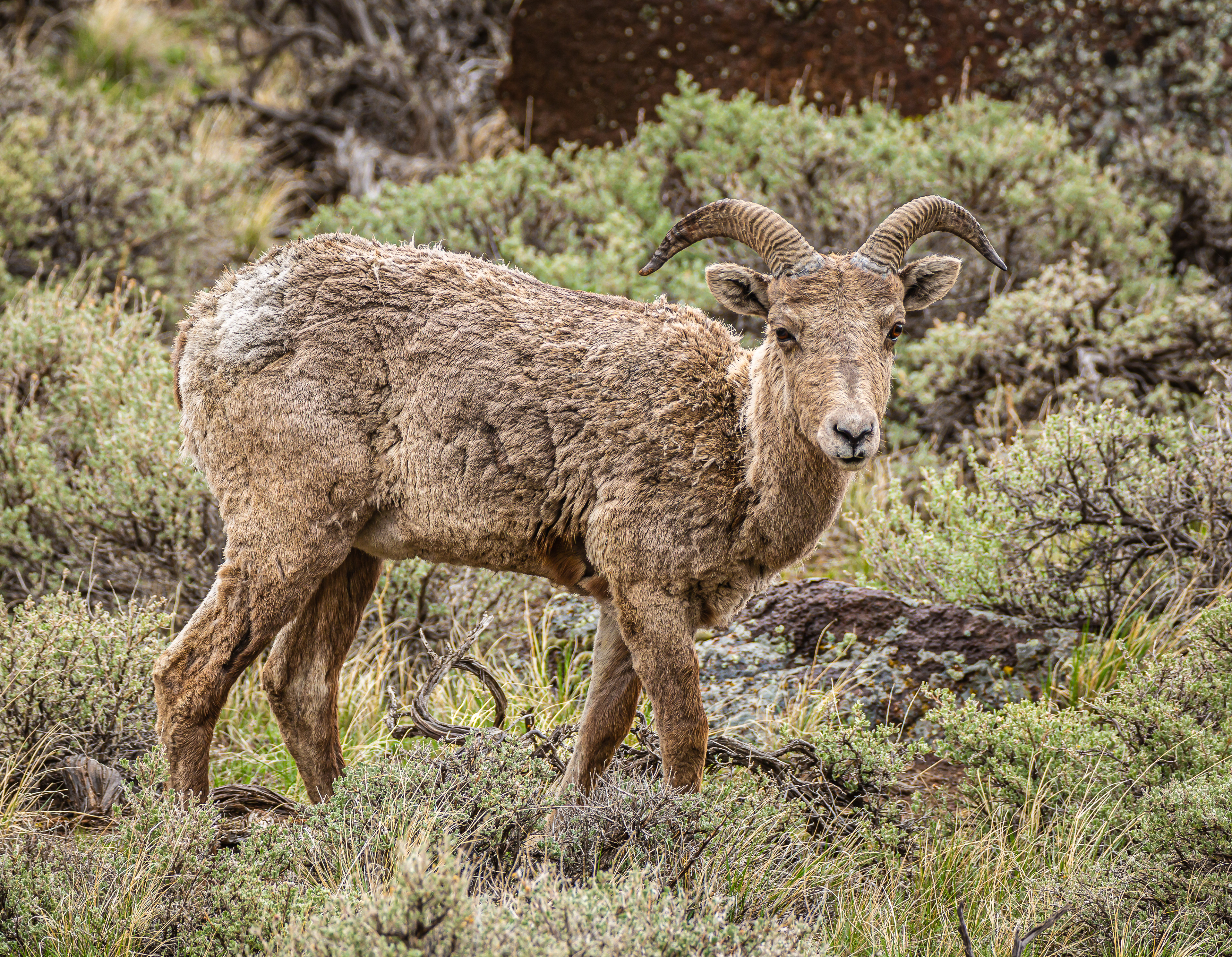 Bighorn Sheep