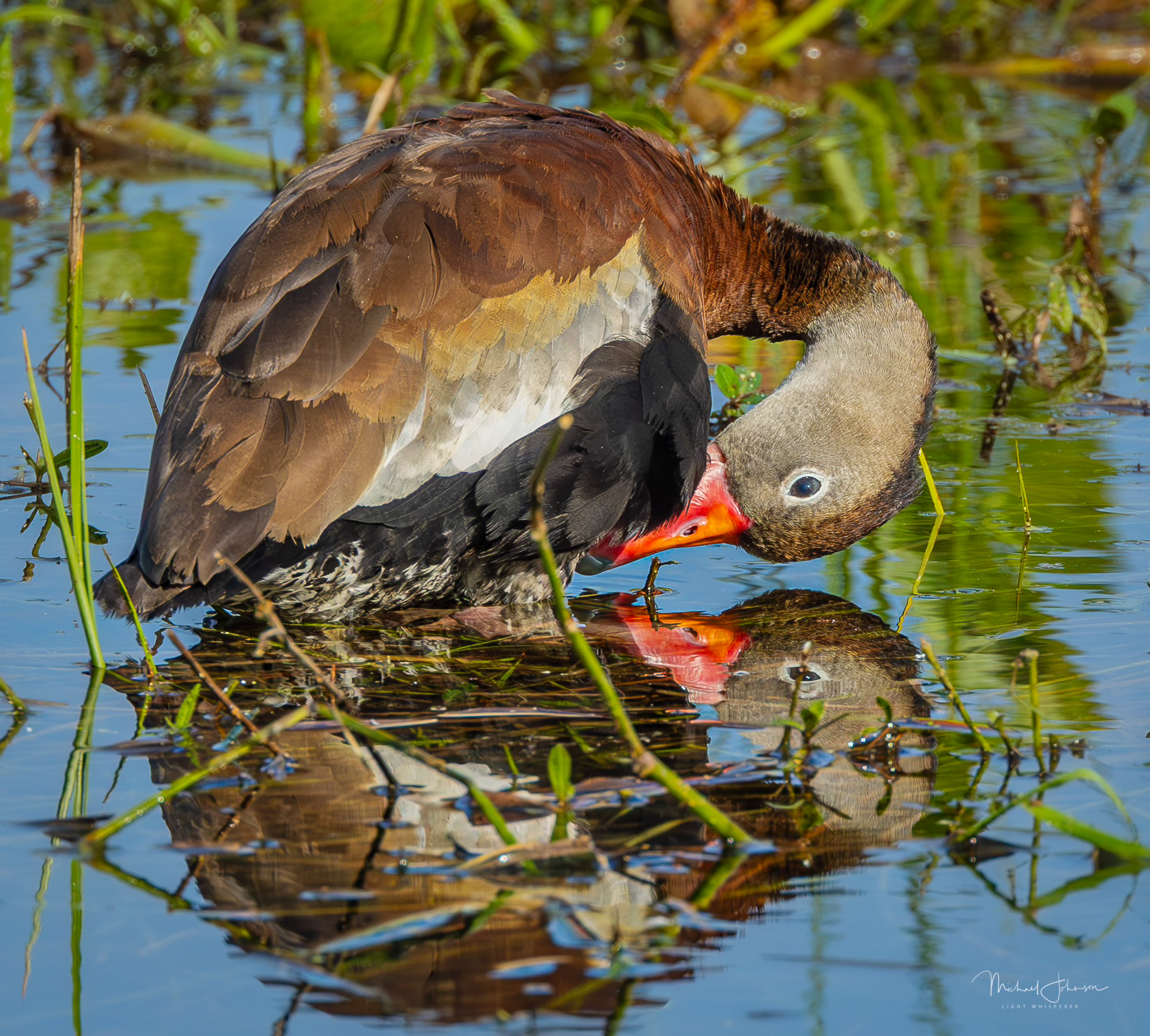 Black-bellied Whistling Duck