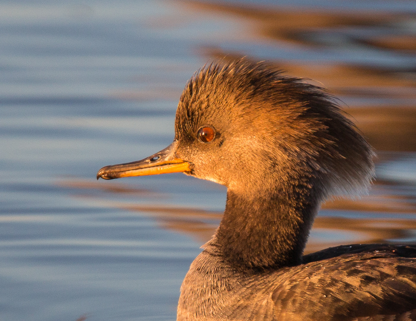Hooded Merganser