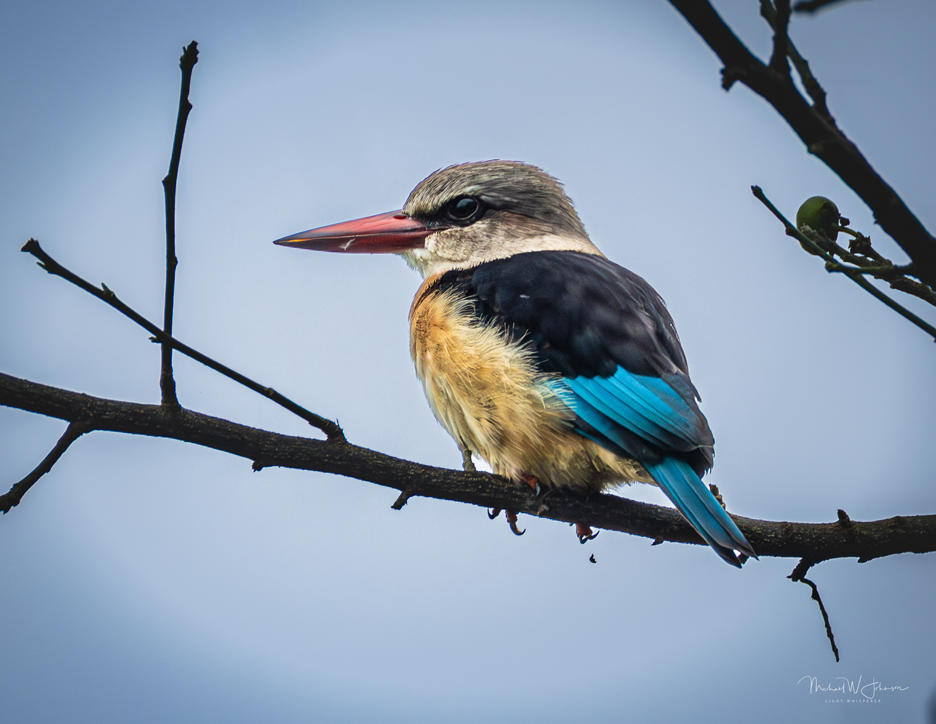 Brown-hooded Kingfisher