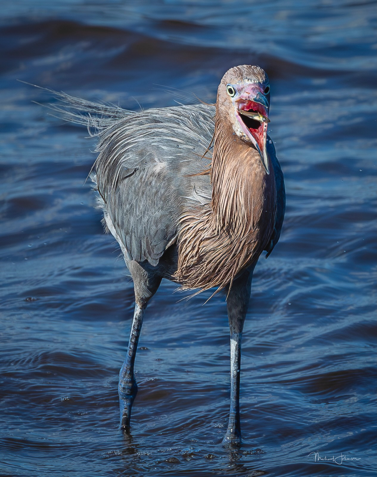 Reddish Egret