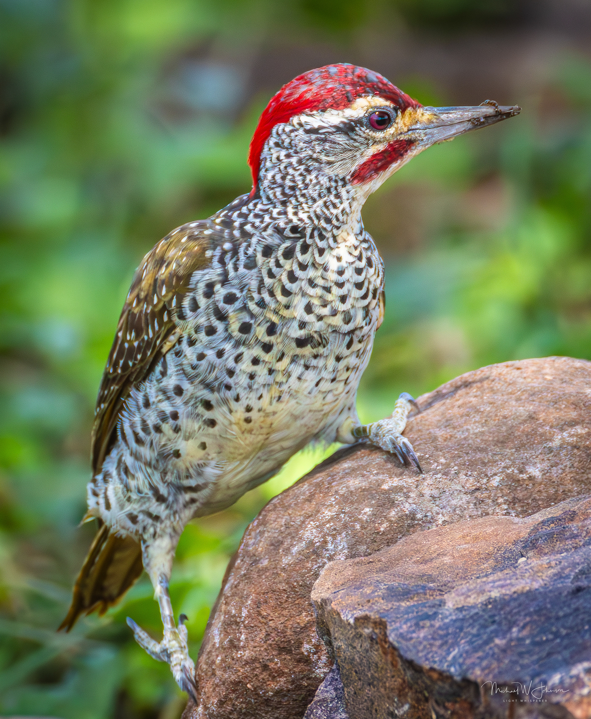 Speckle-throated Woodpecker