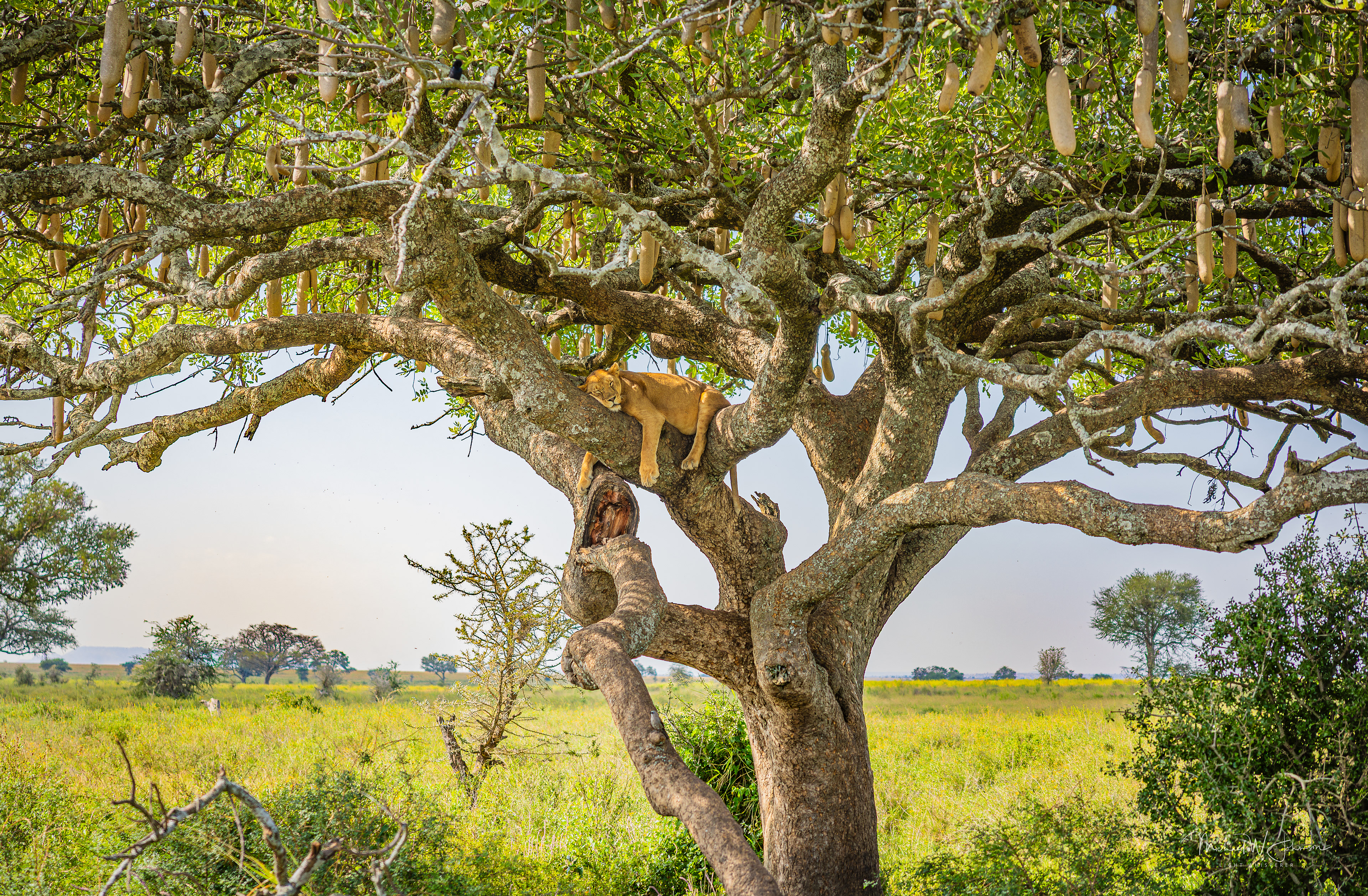 Lionness in a tree sleeping