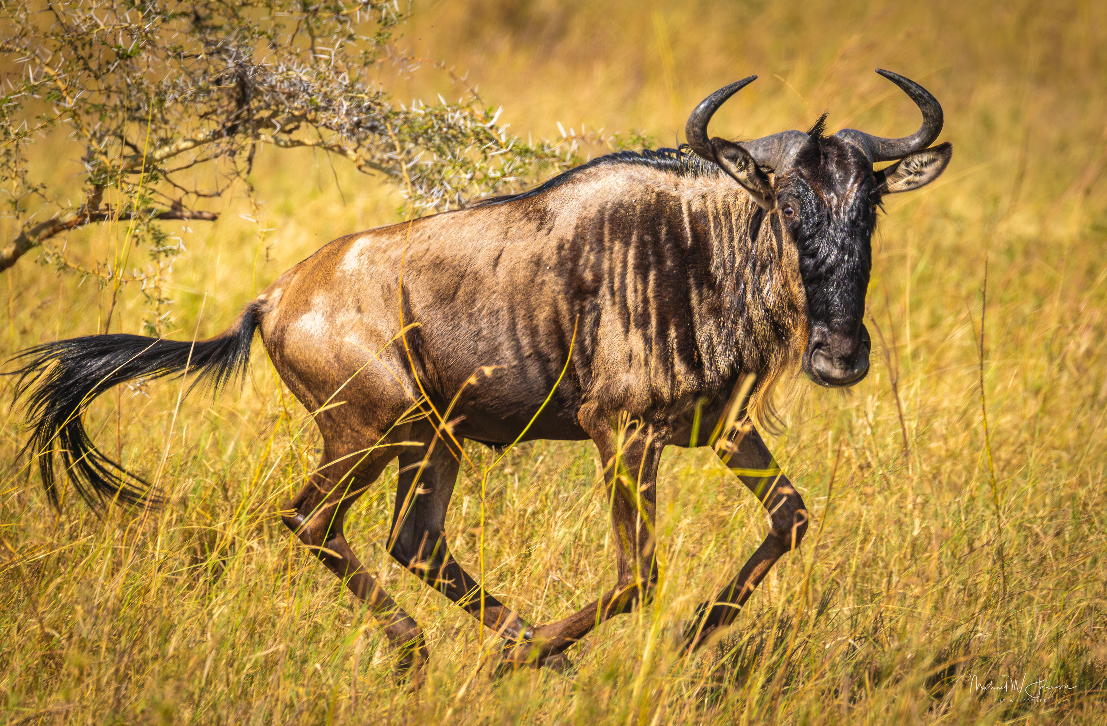 Wildebeest