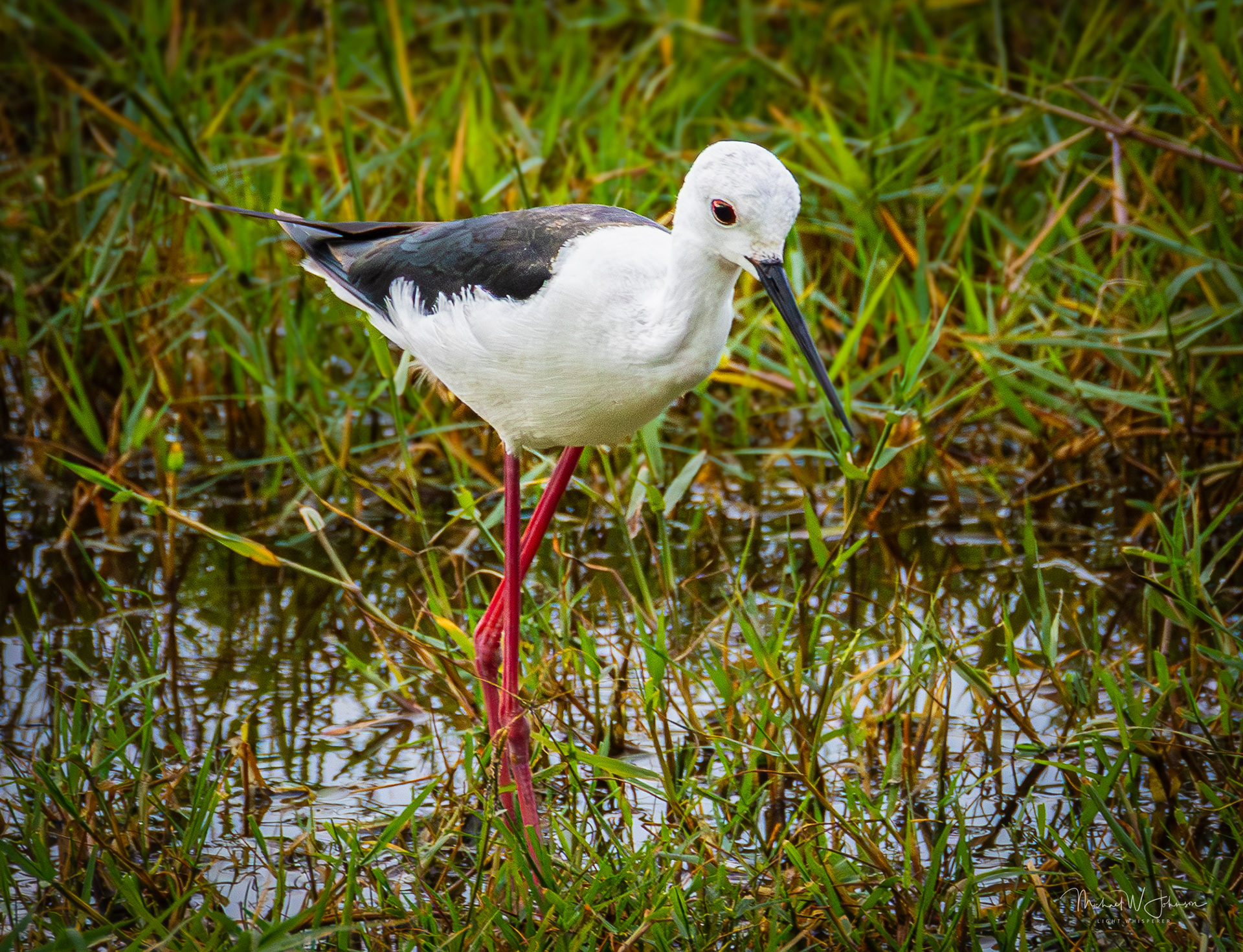 Black-winged Stilt