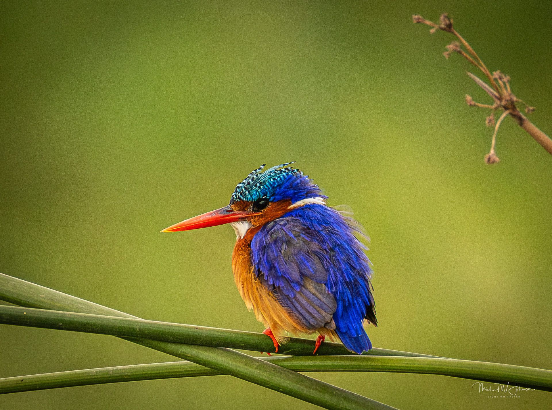Malachite Kingfisher
