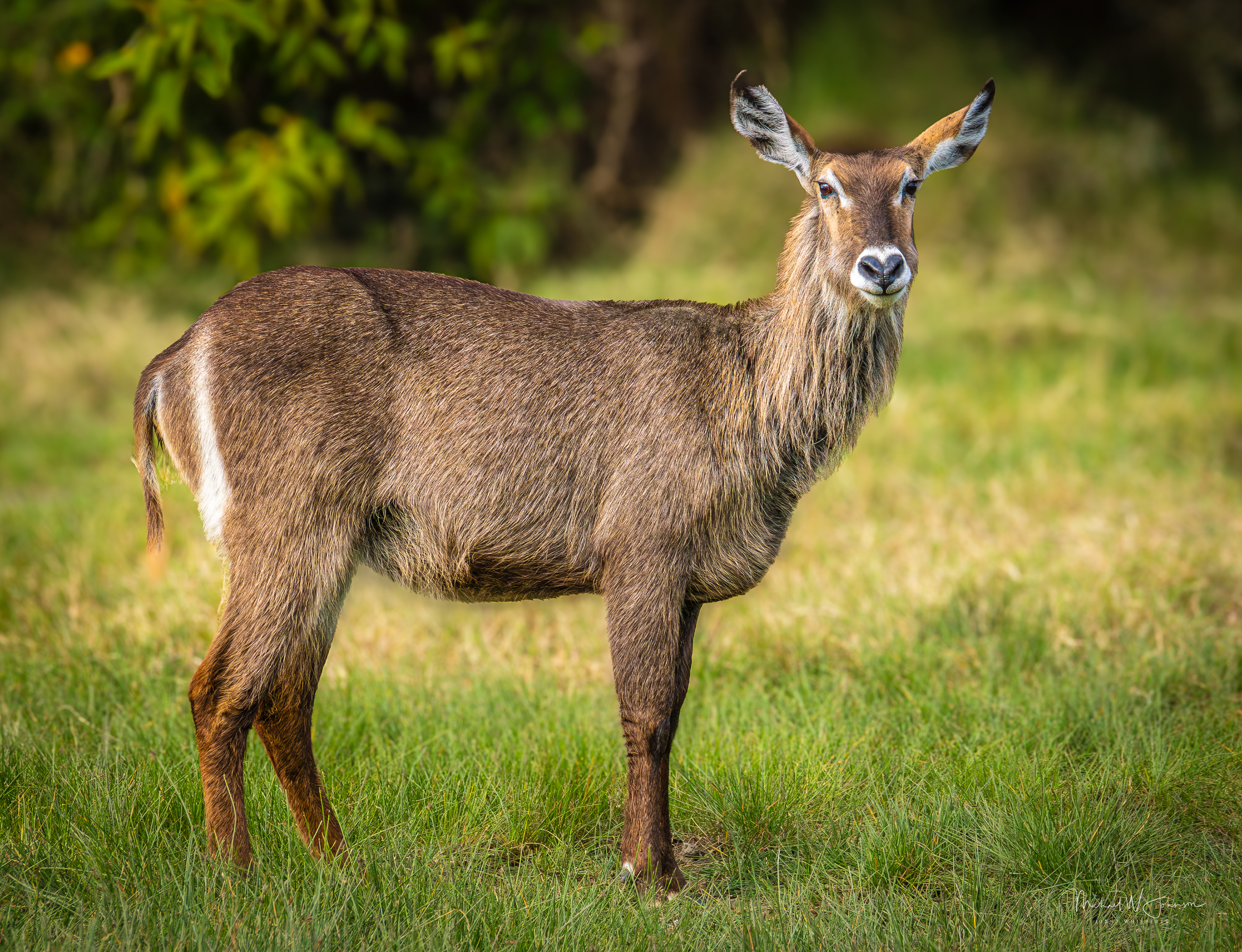 Waterbuck