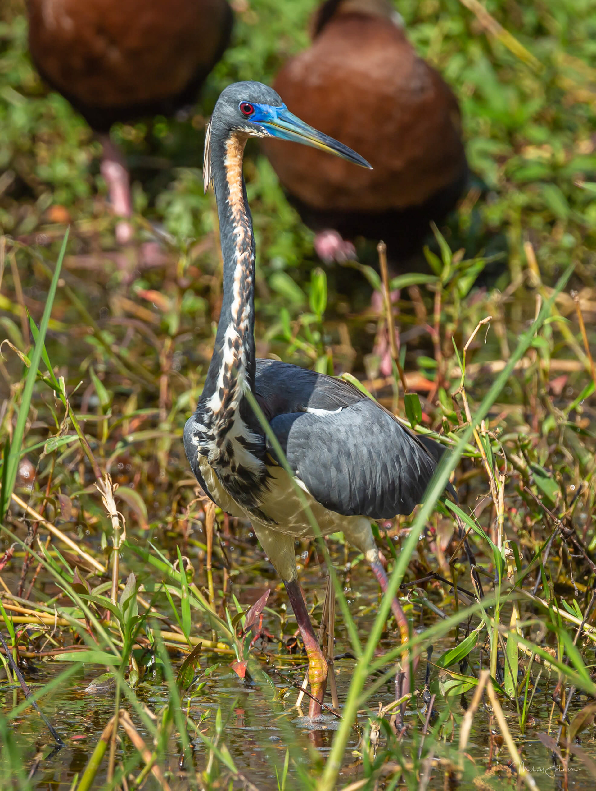 Tricolored Heron