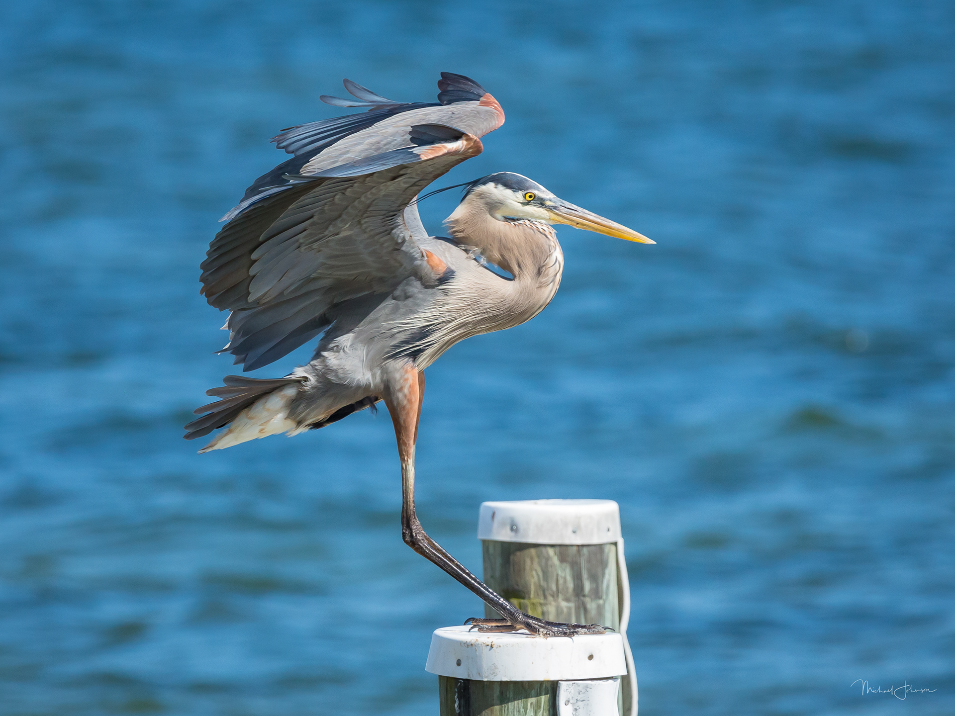 Great Blue Heron