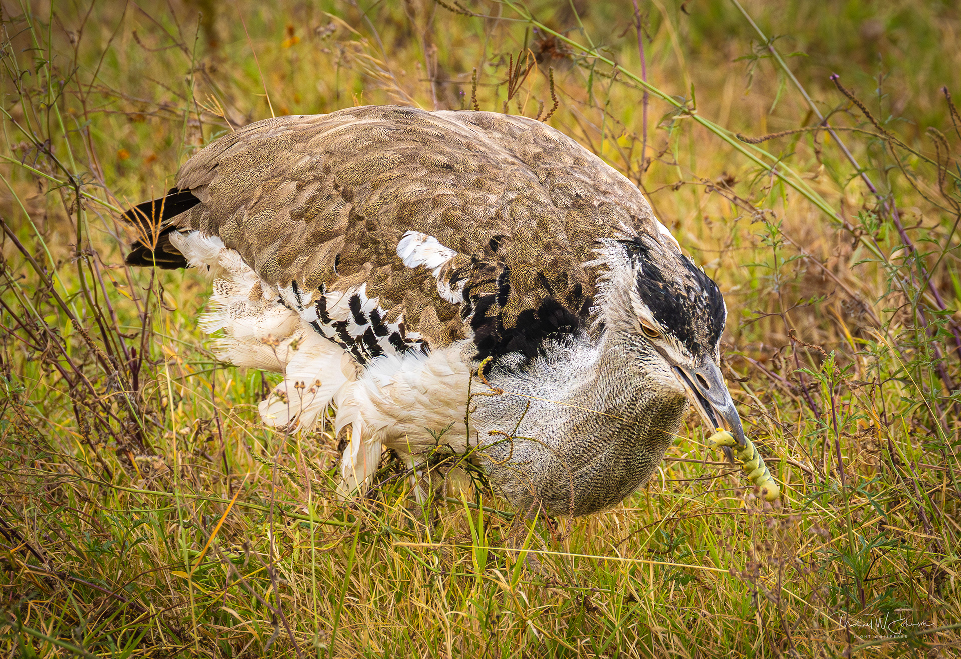 Kori Bustard