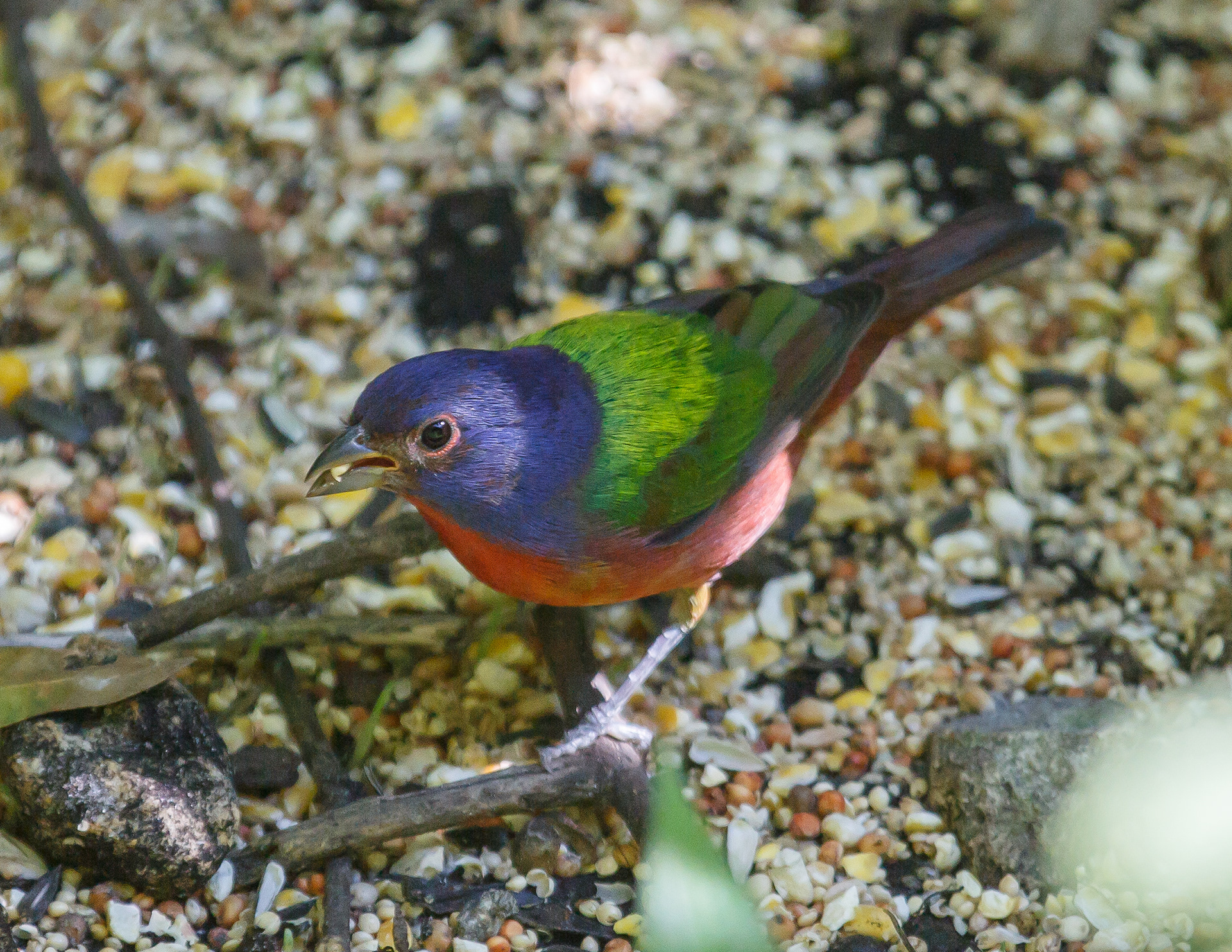 Painted Bunting
