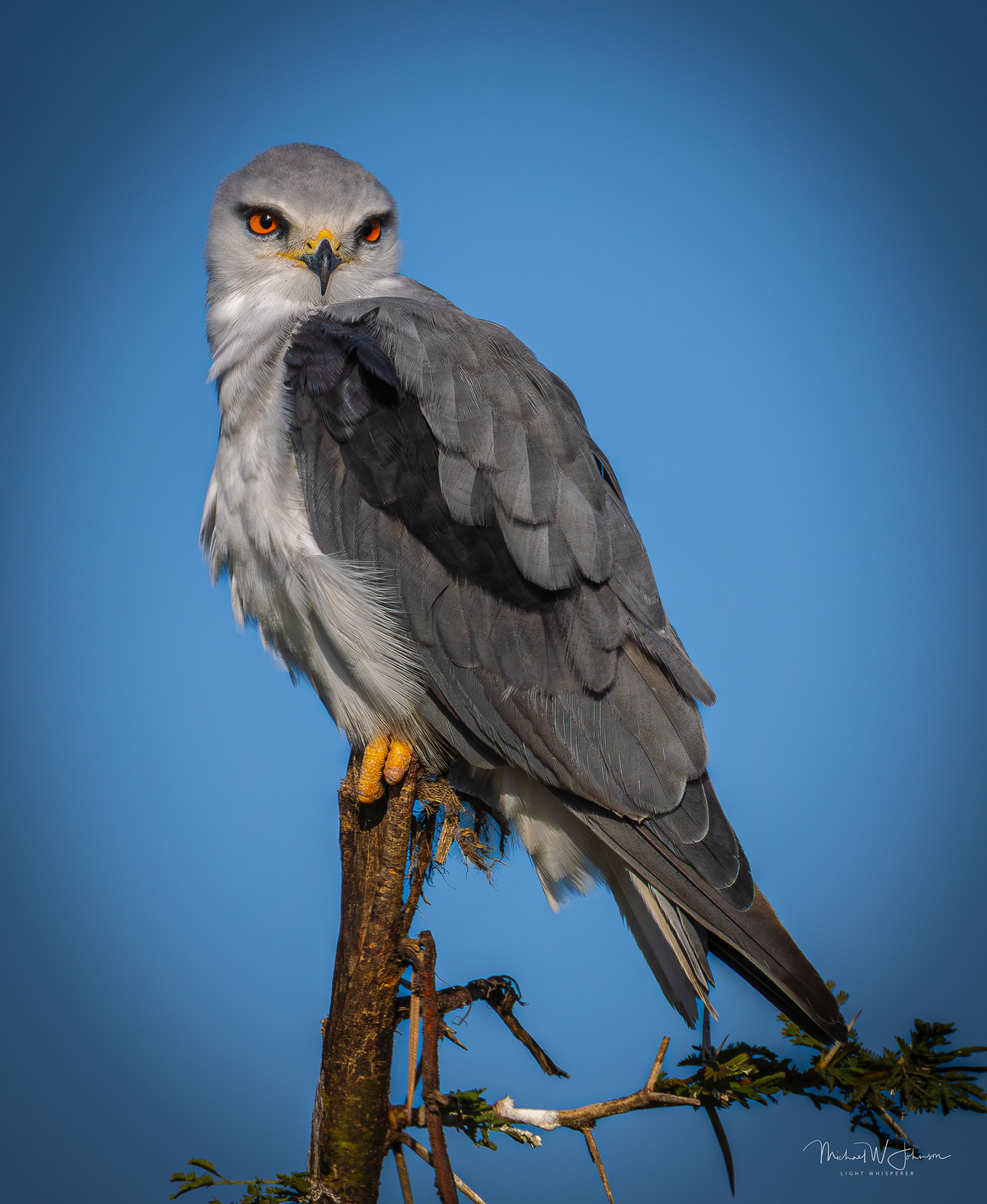Black-winged Kite