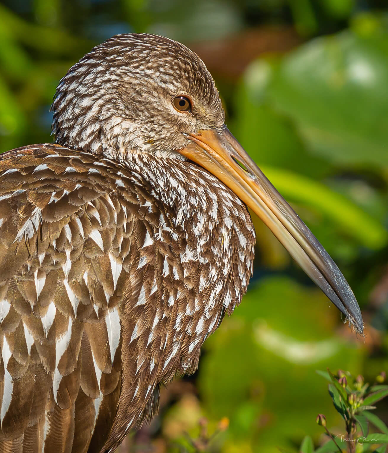 Limpkin