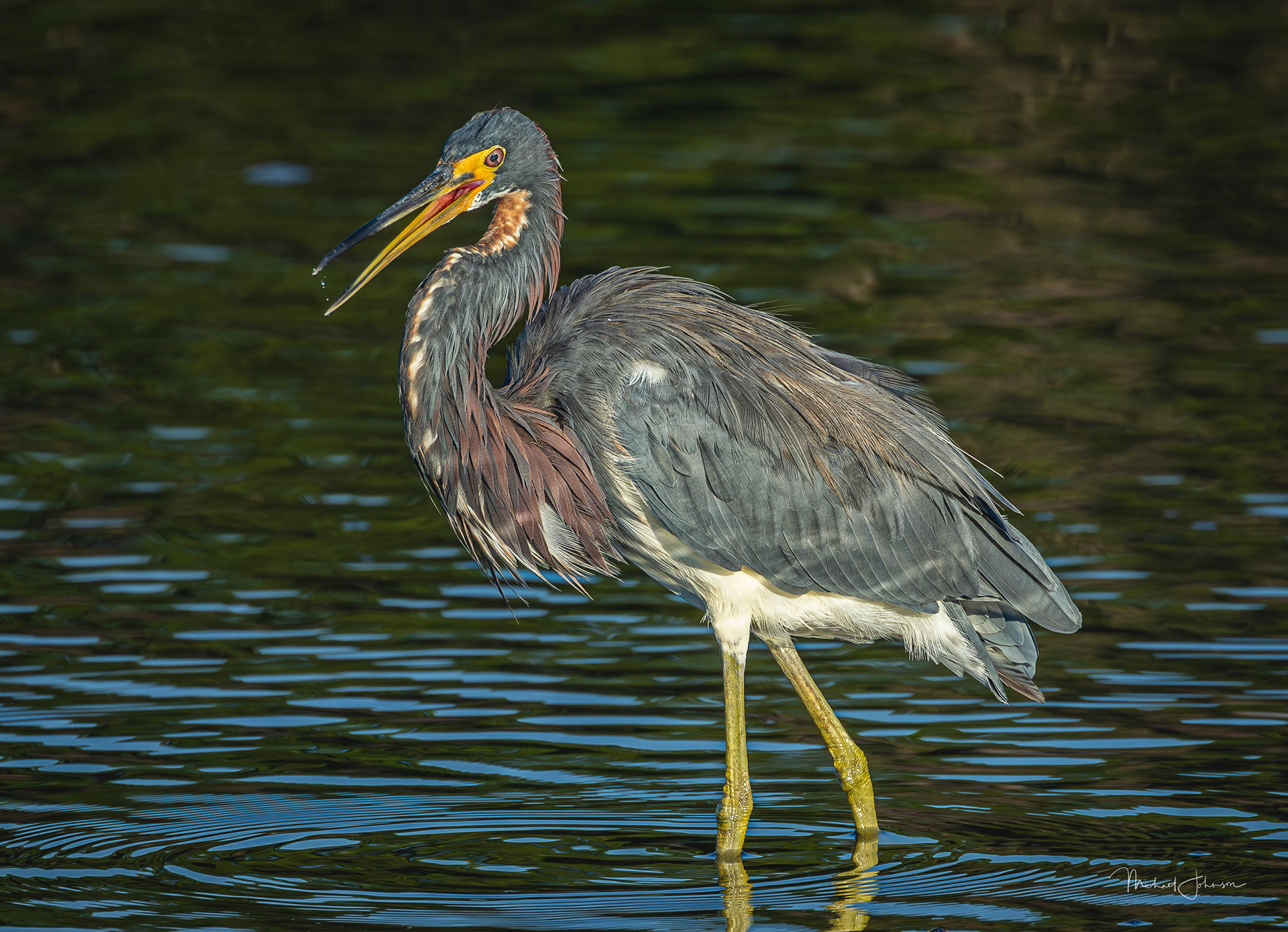 Tricolored Heron