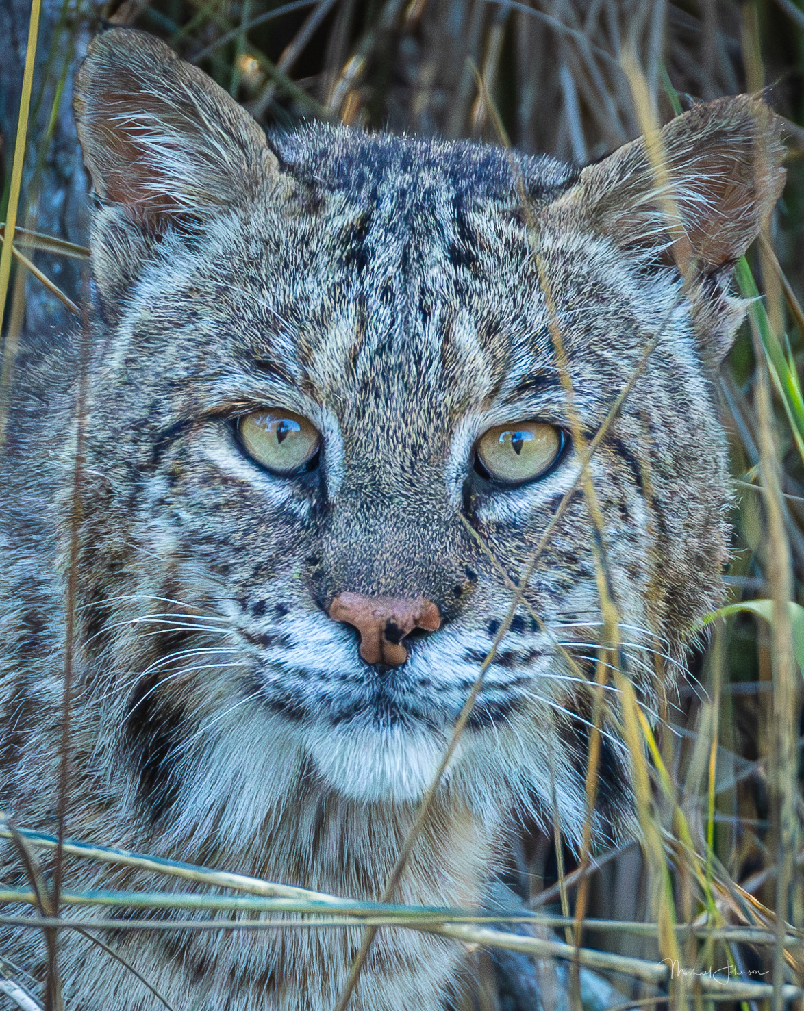 Bobcat