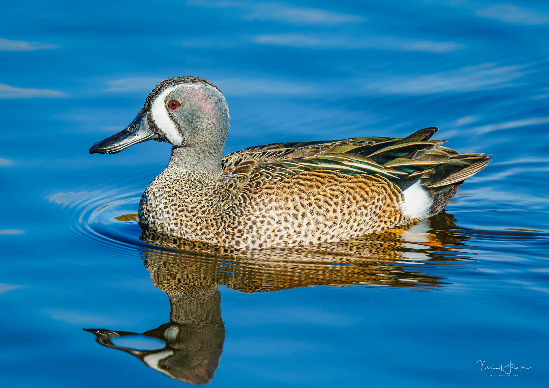 Blue-winged Teal
