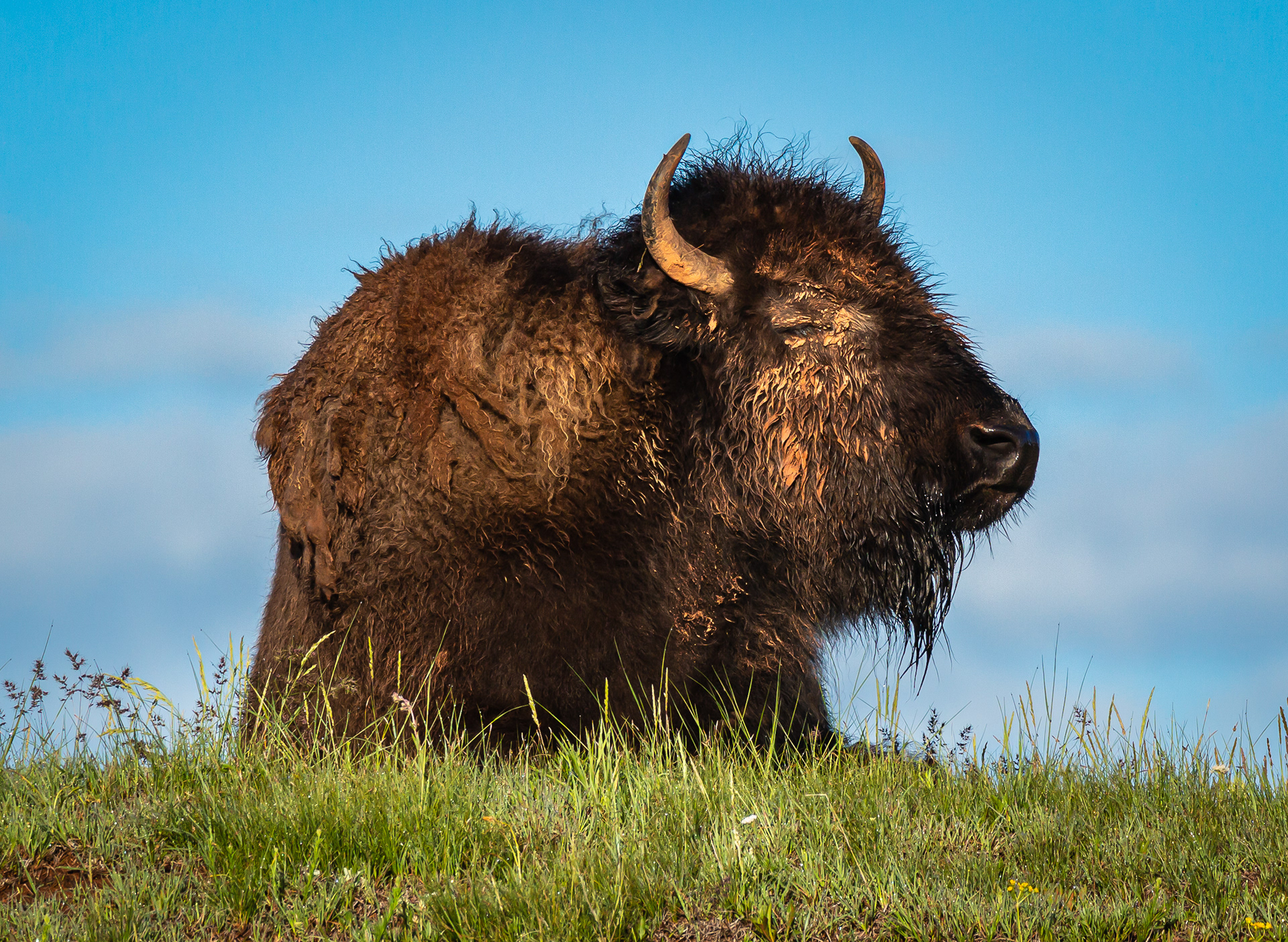 Bison