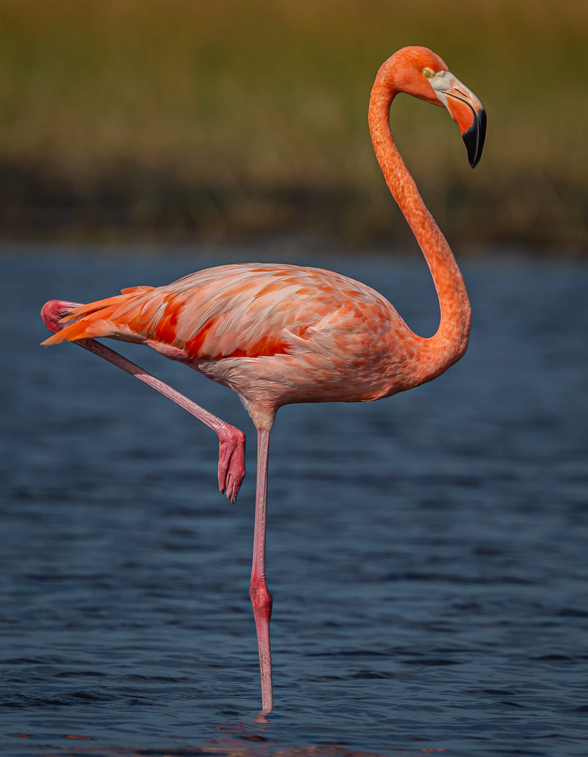 American Flamingo