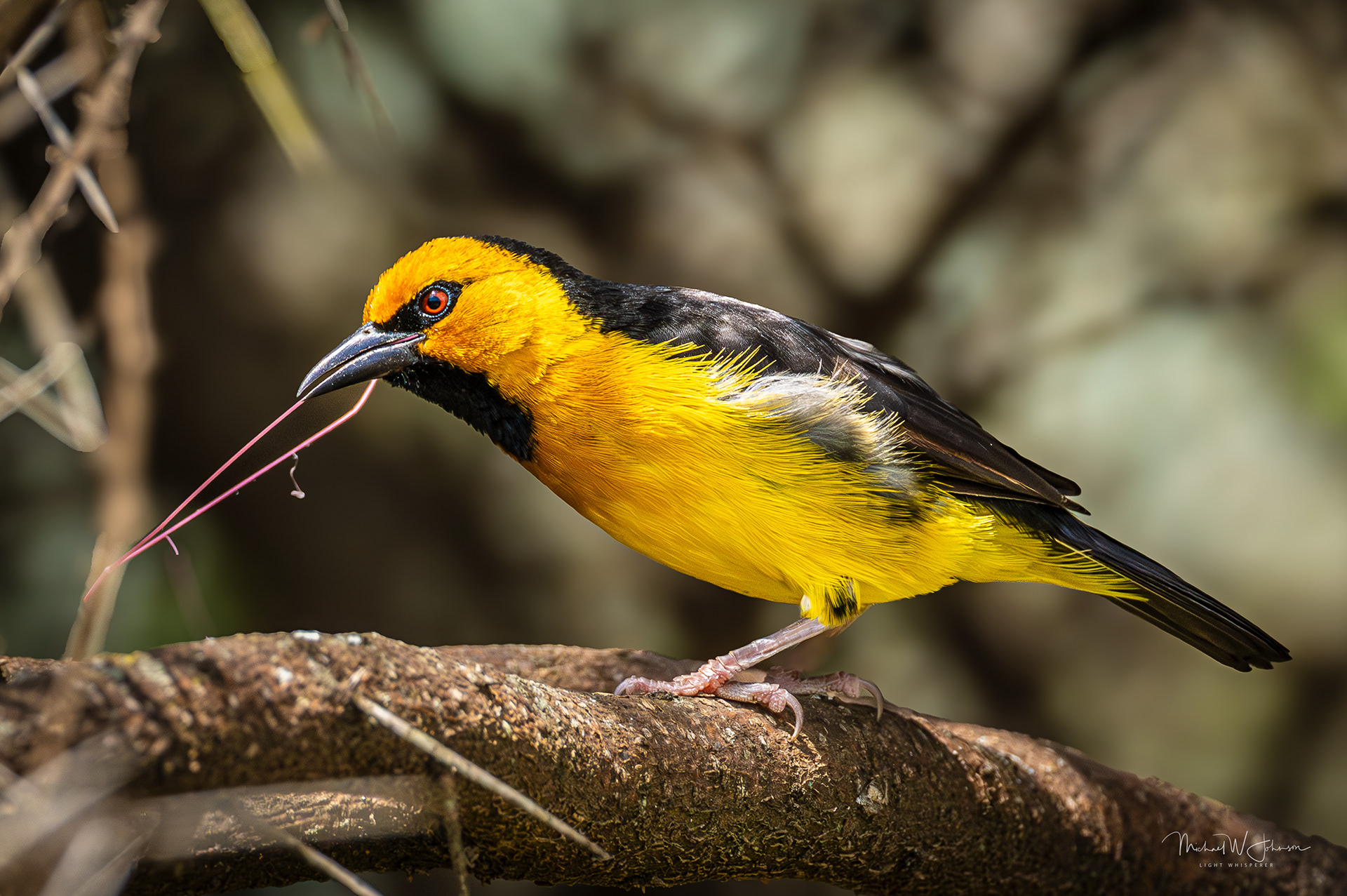 Black-necked Weaver